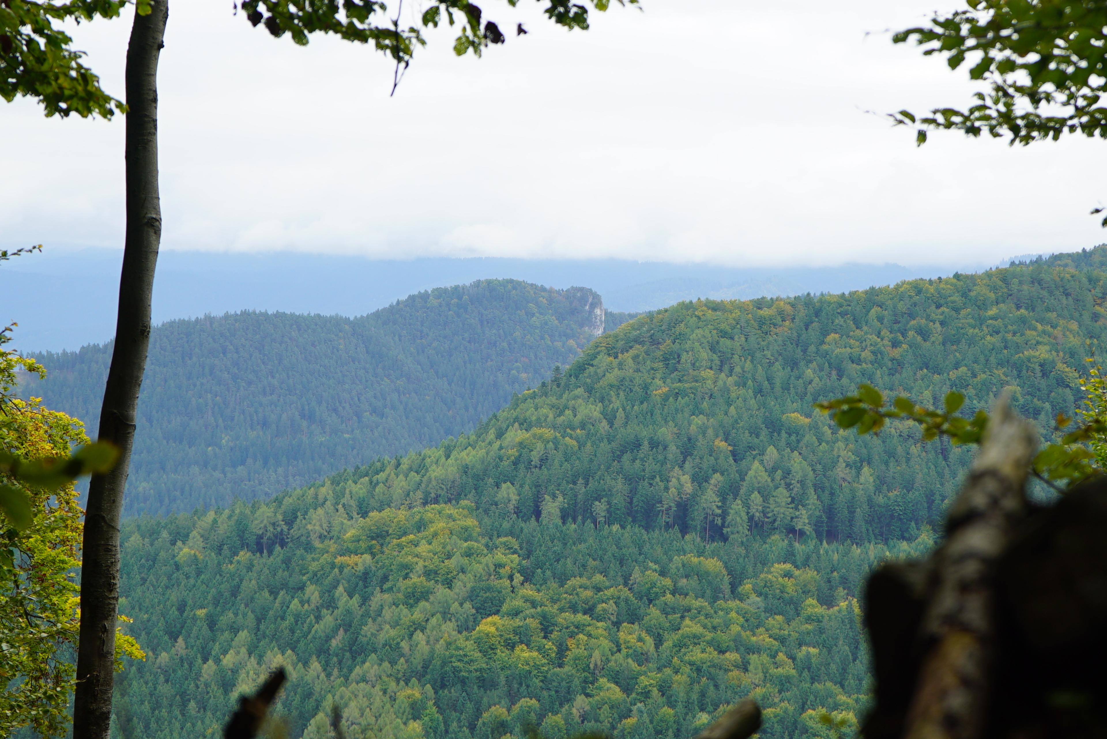old forrest velka fatra beech and wpruce walker hike journey wild