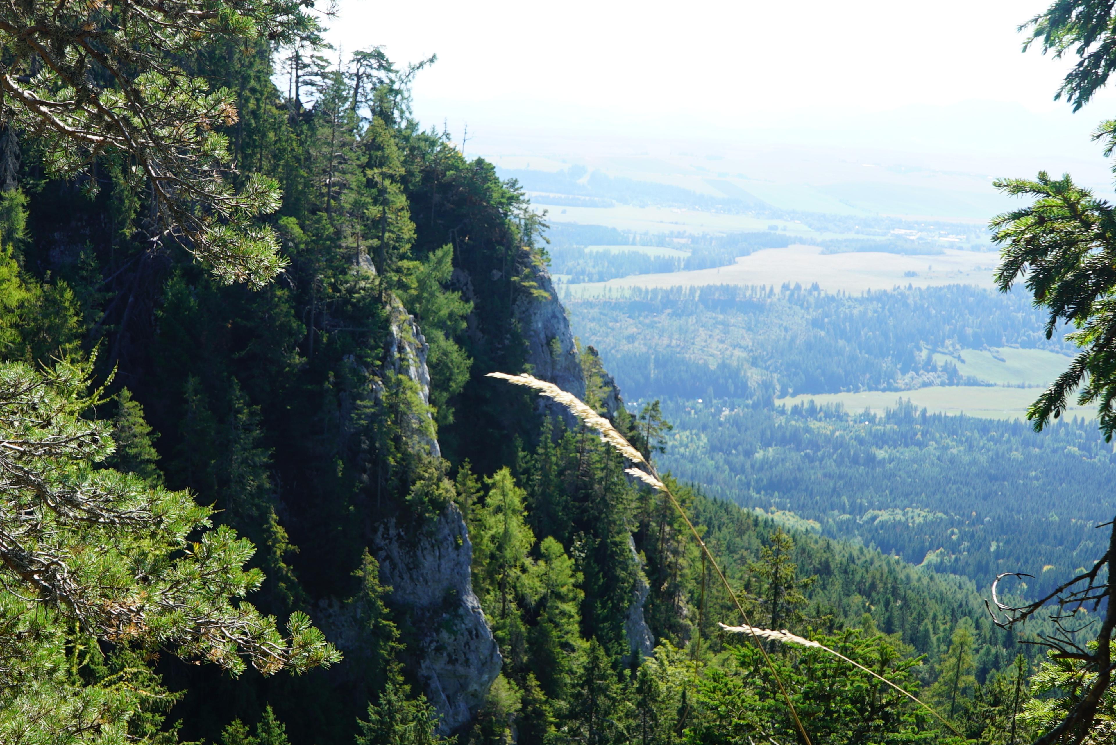 view rock viewpoint western tatras, forrest wild