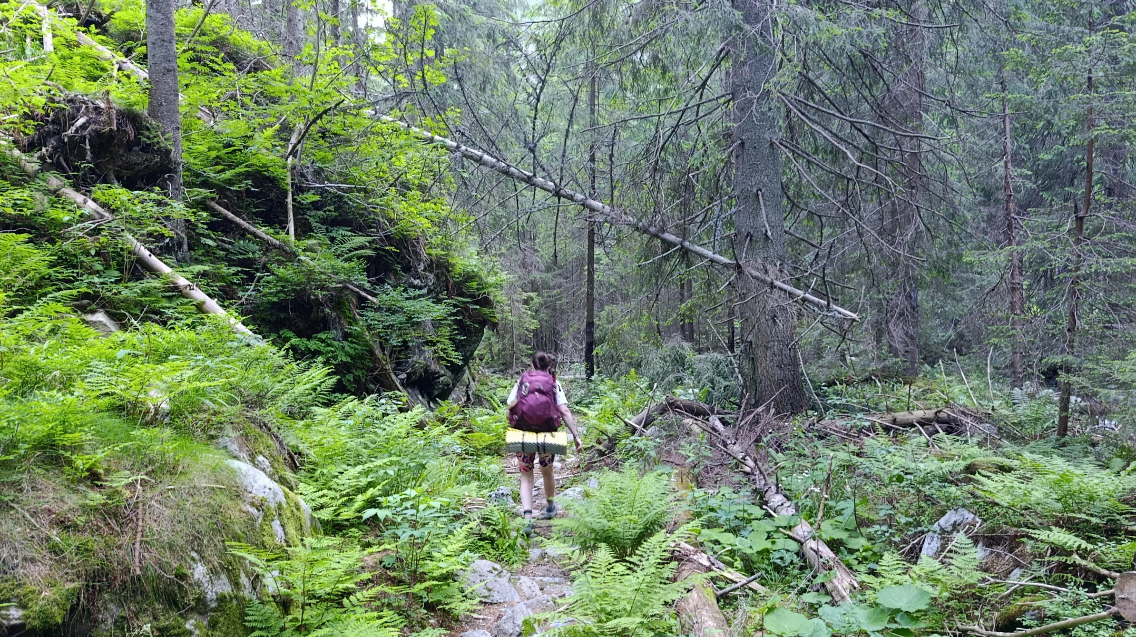 riverbed wilderness forrest western tatras hike walker journey