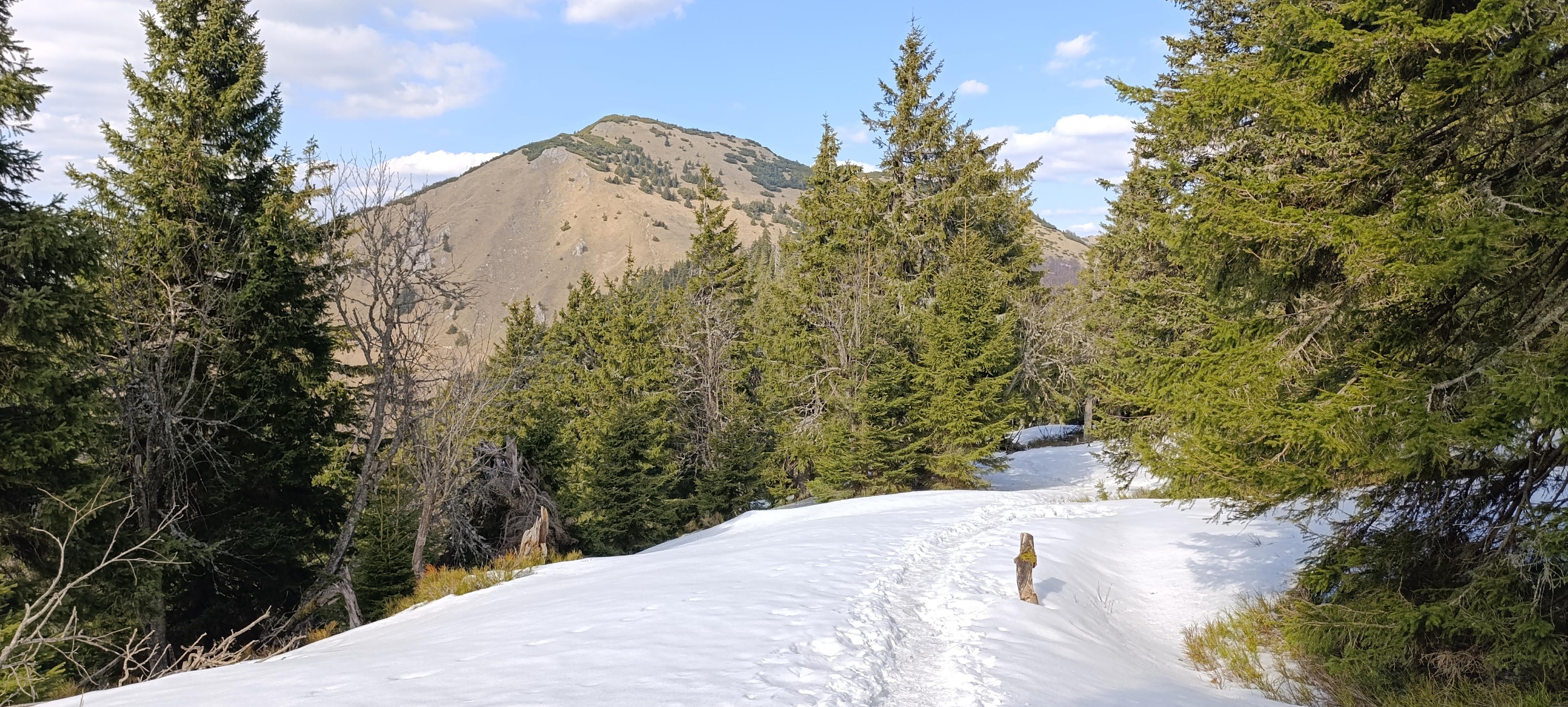 enchanted forrest walker green wild meadow ridge small fatra