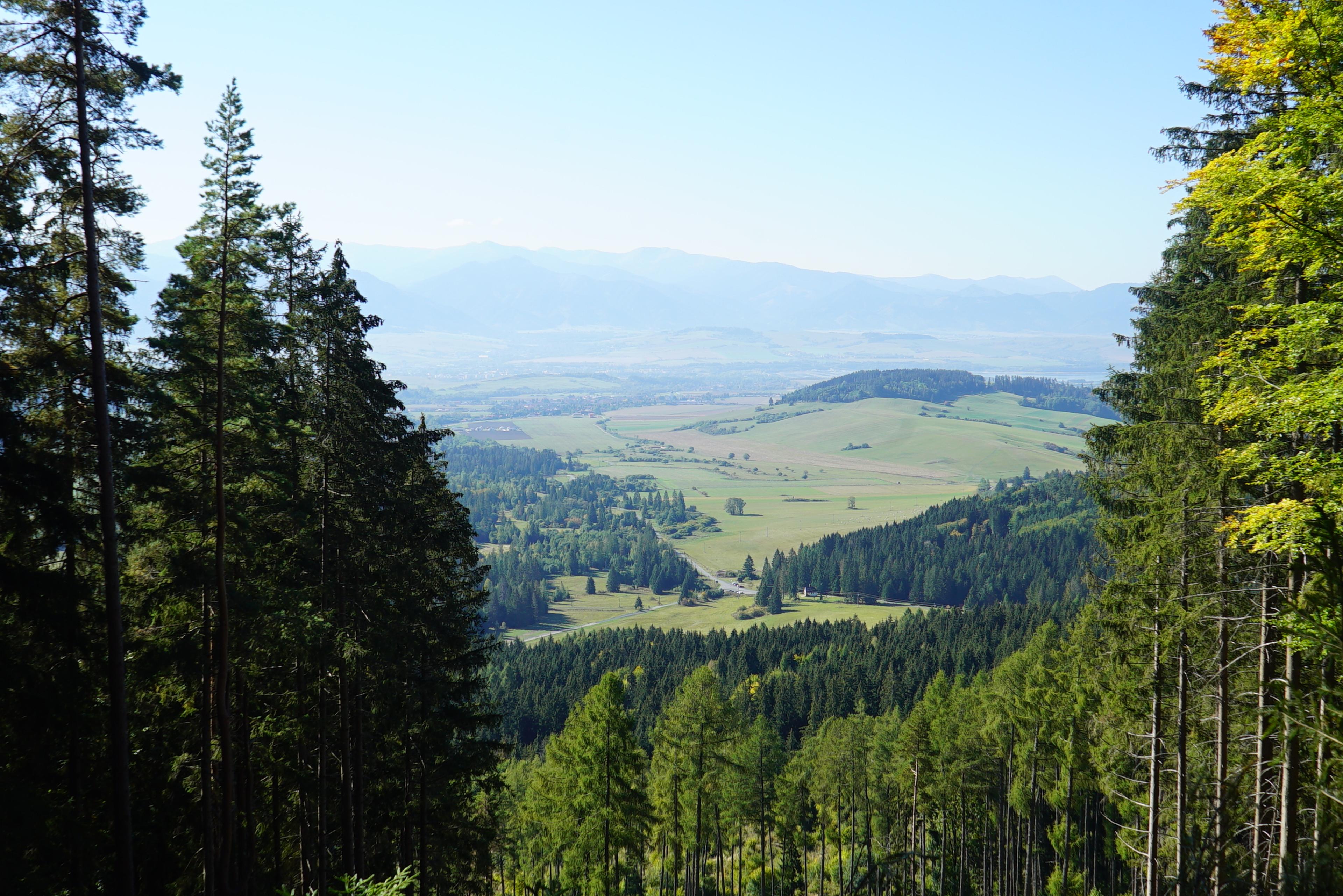 view rock viewpoint western tatras, forrest wild