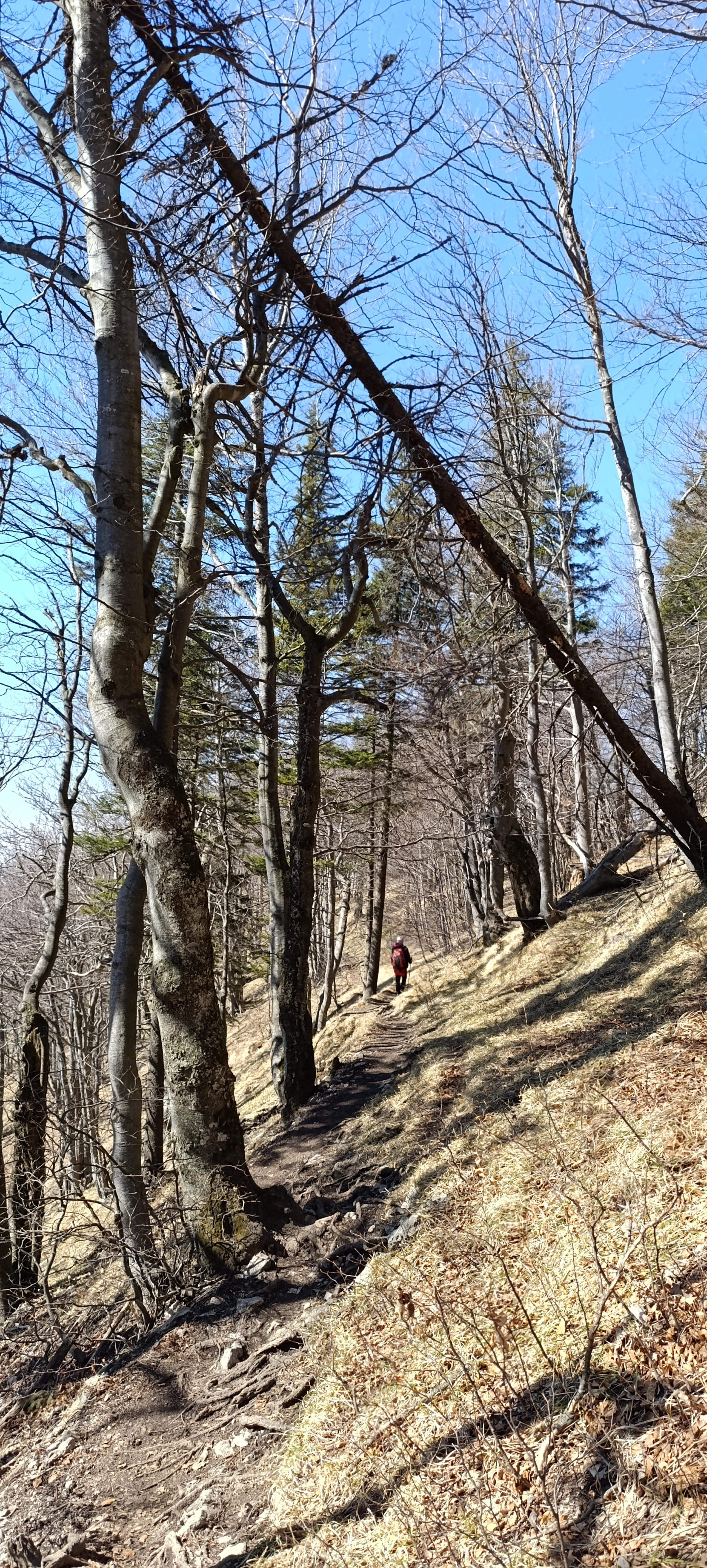 enchanted forrest walker green wild meadow ridge small fatra