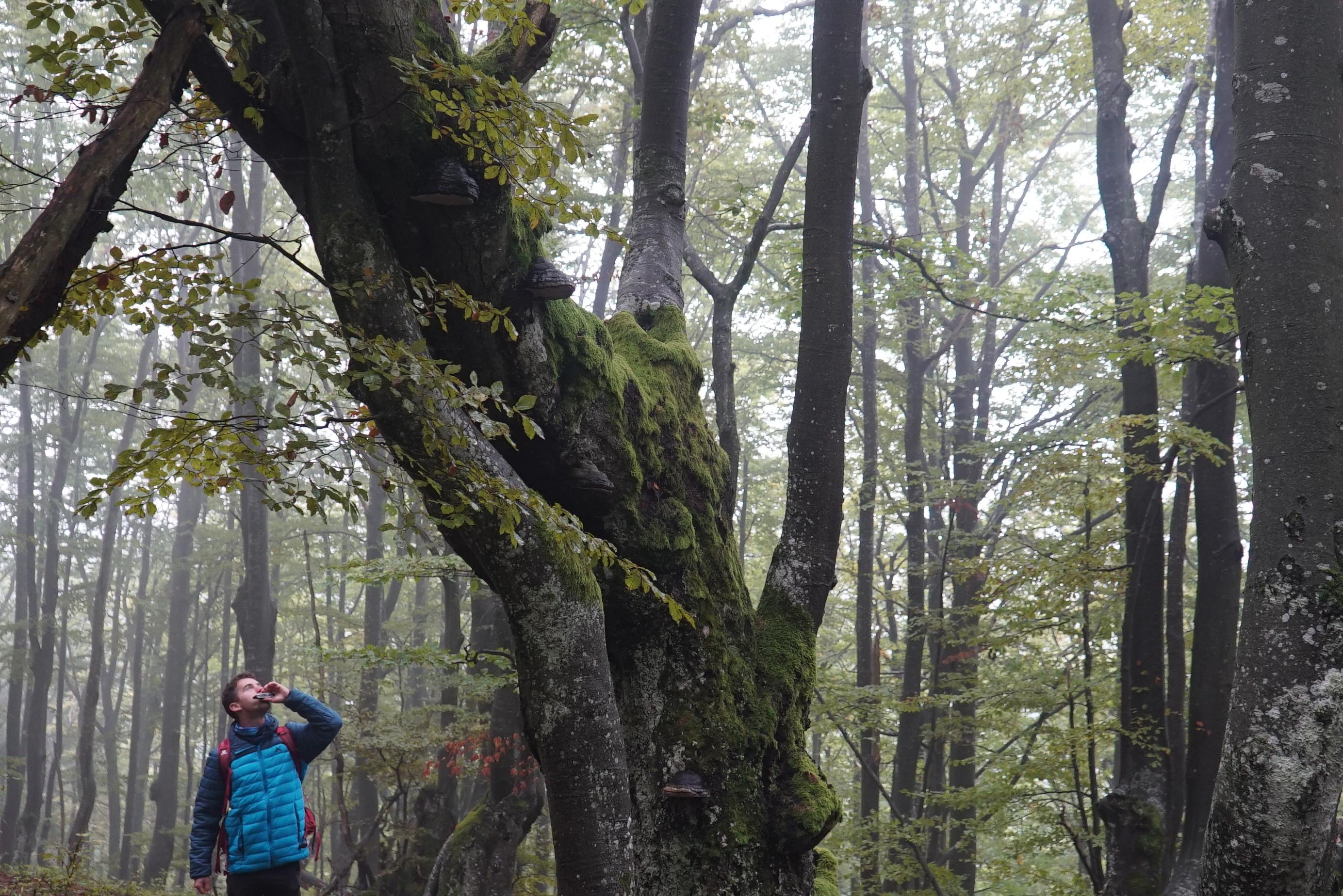 old forrest oak spruce ridge great fatra velka fatra hike journey walker