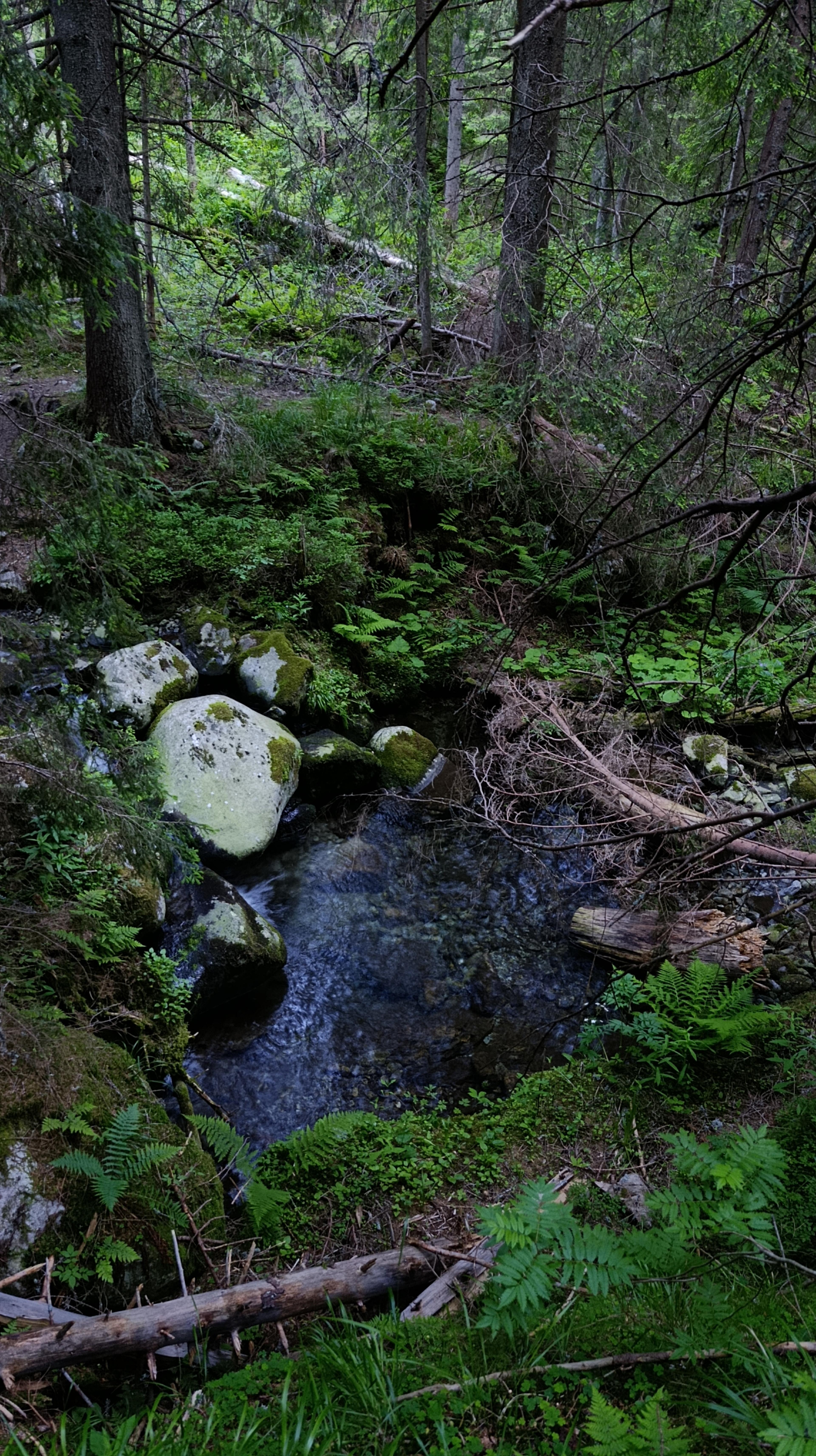 riverbed wilderness forrest western tatras hike walker journey