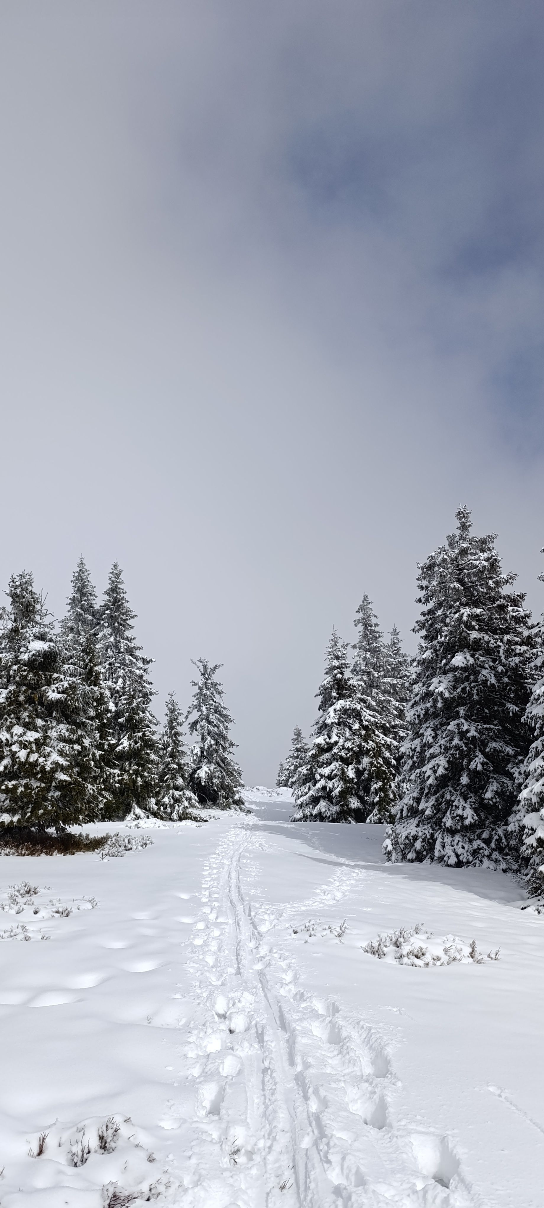 landscape mountain meadows spruces walk snow