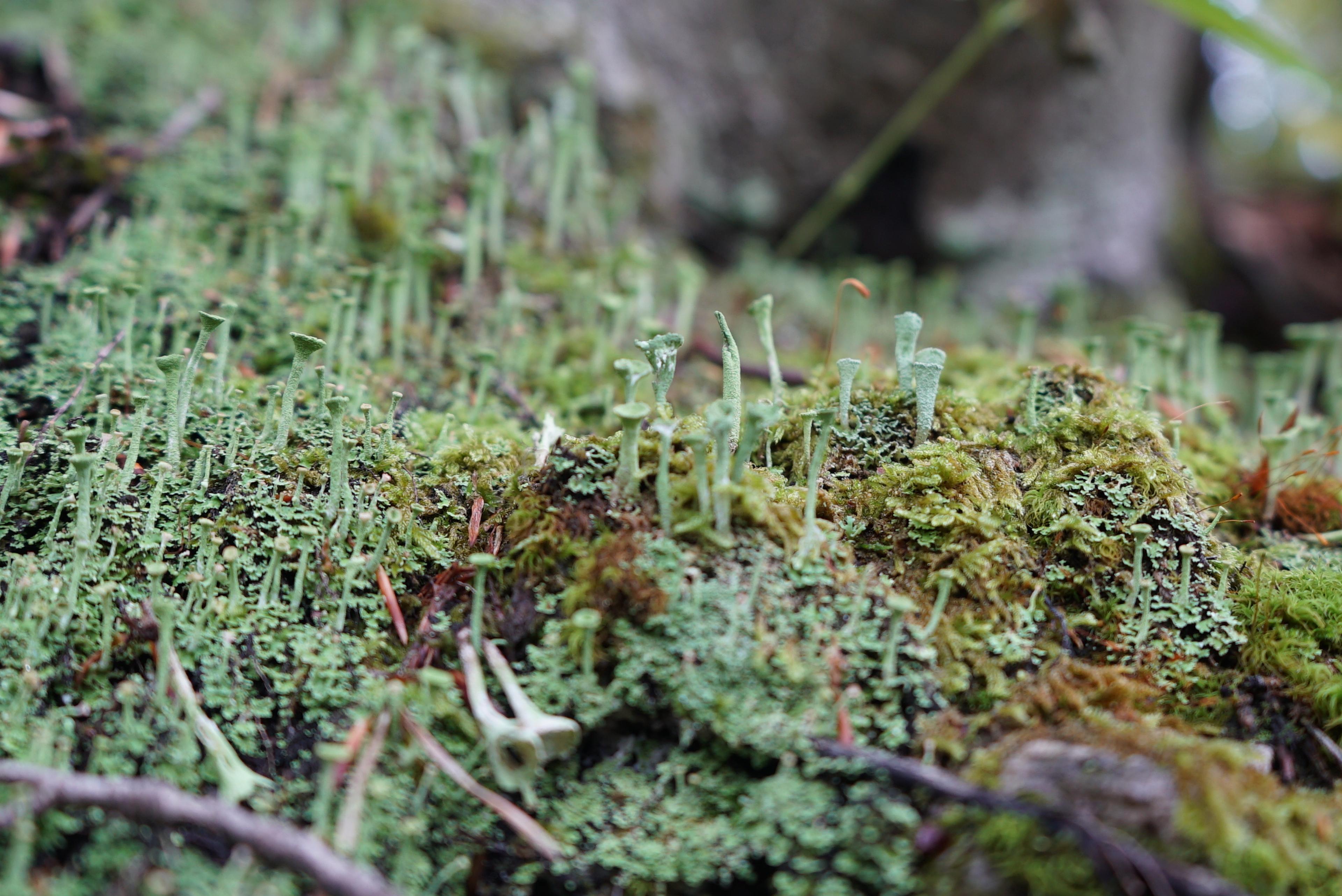 old forrest velka fatra beech and wpruce walker hike journey wild