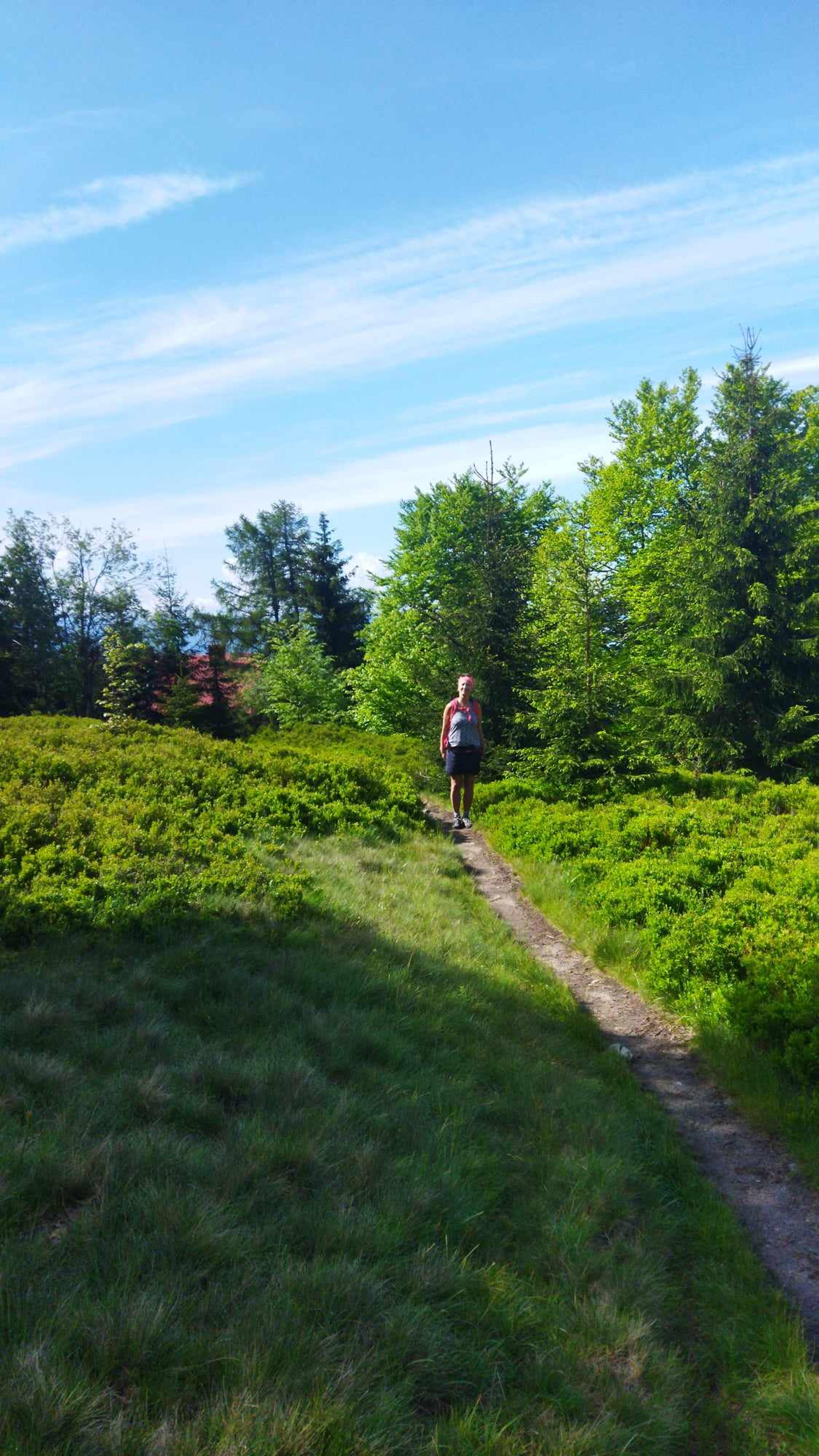 enchanted forrest walker green wild meadow ridge small fatra