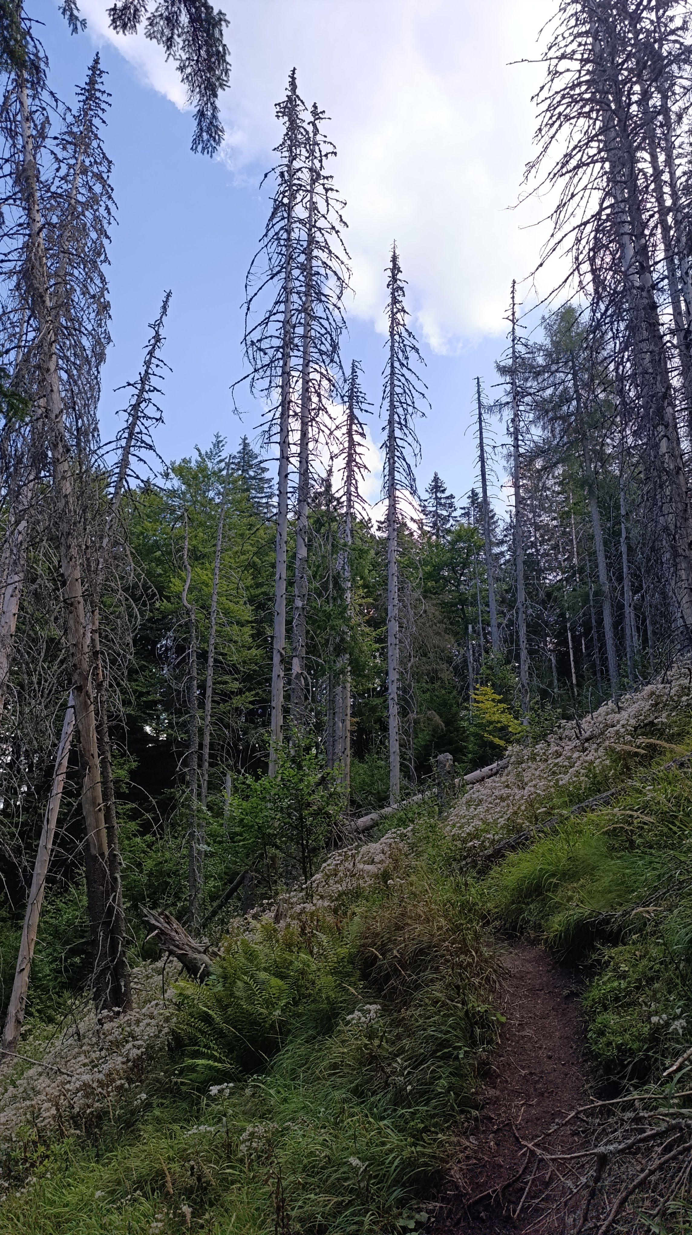 great fatra, velka fatra, limestone cliffs, caves, wild, rocks, viewpoint view trail hike journey