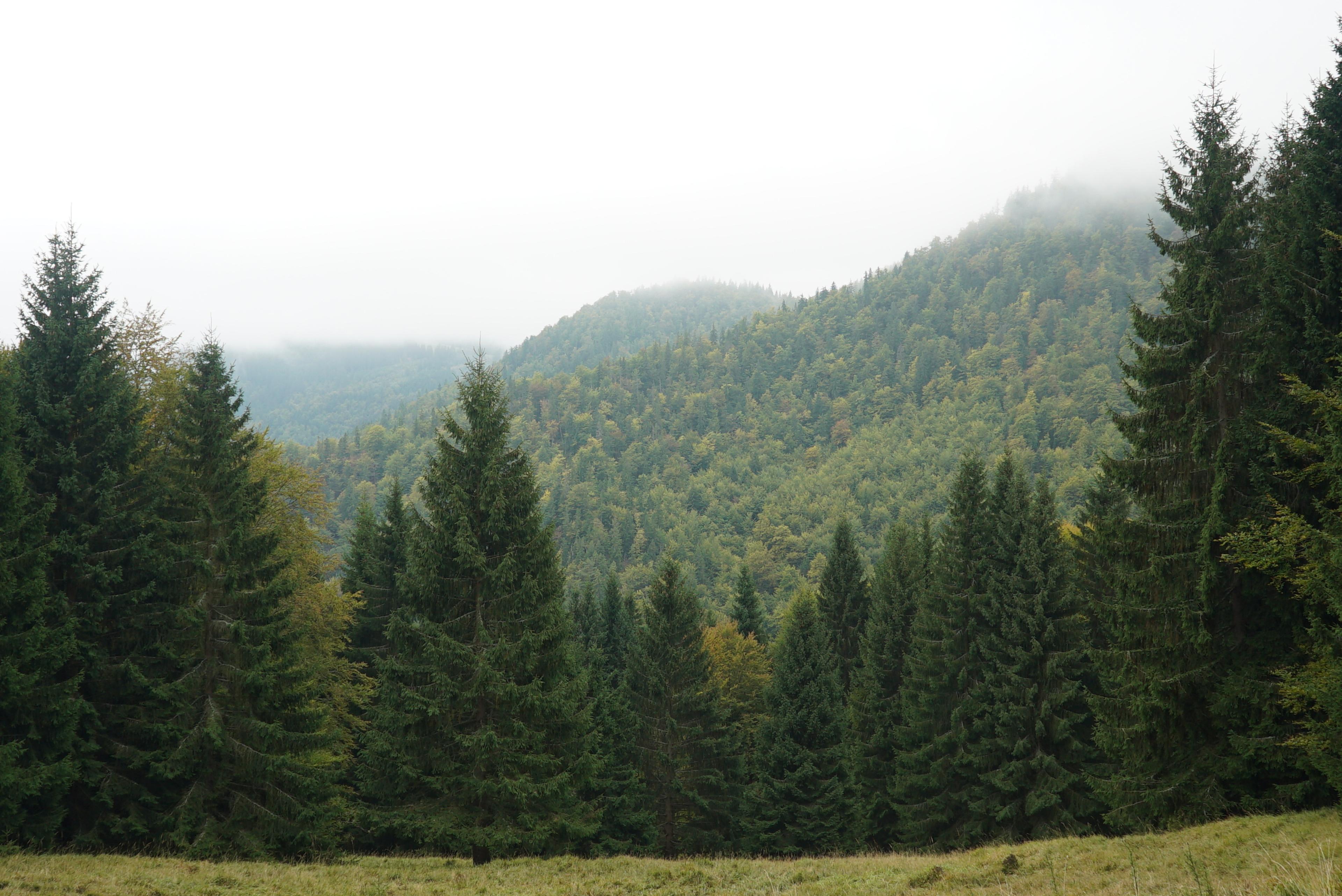 old forrest velka fatra beech and wpruce walker hike journey wild