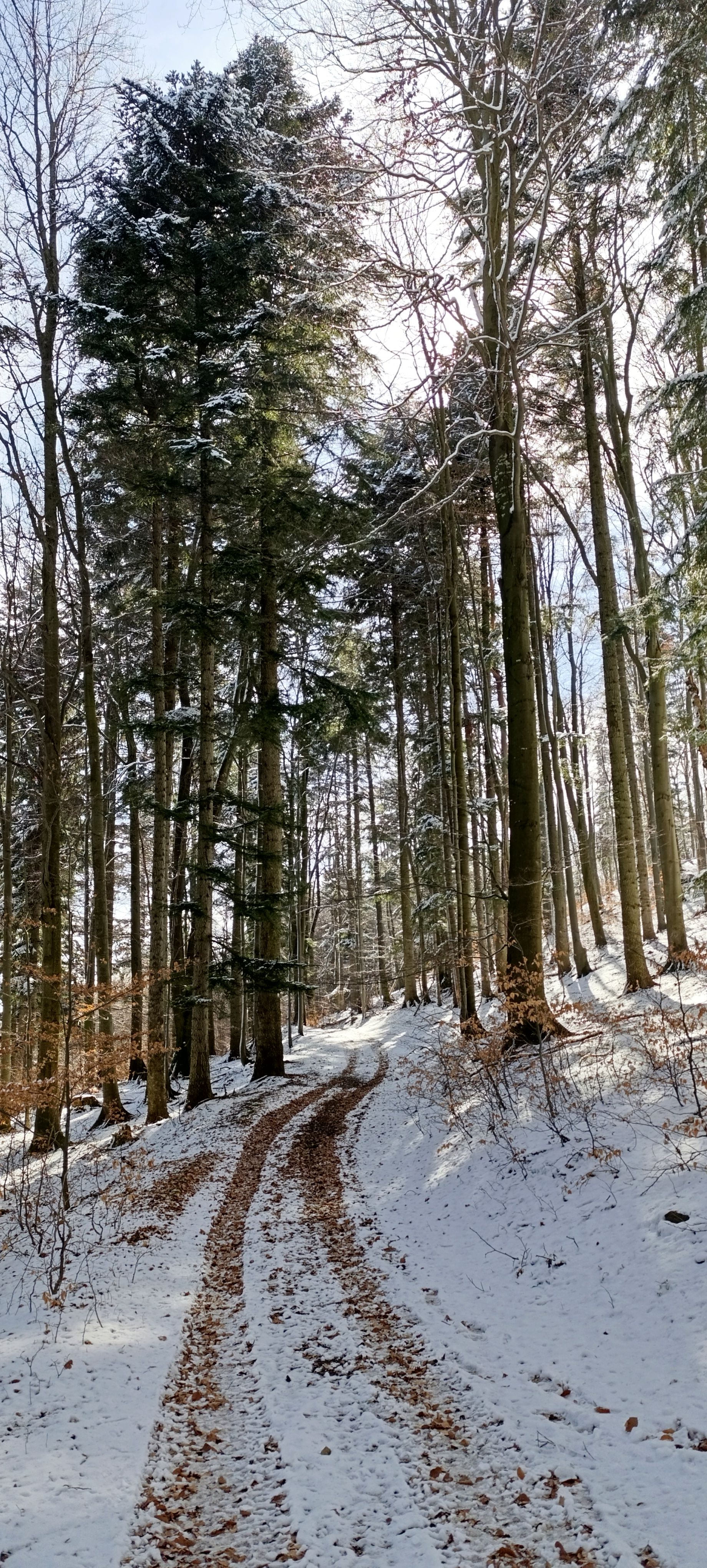 landscape mountain meadows spruces walk snow