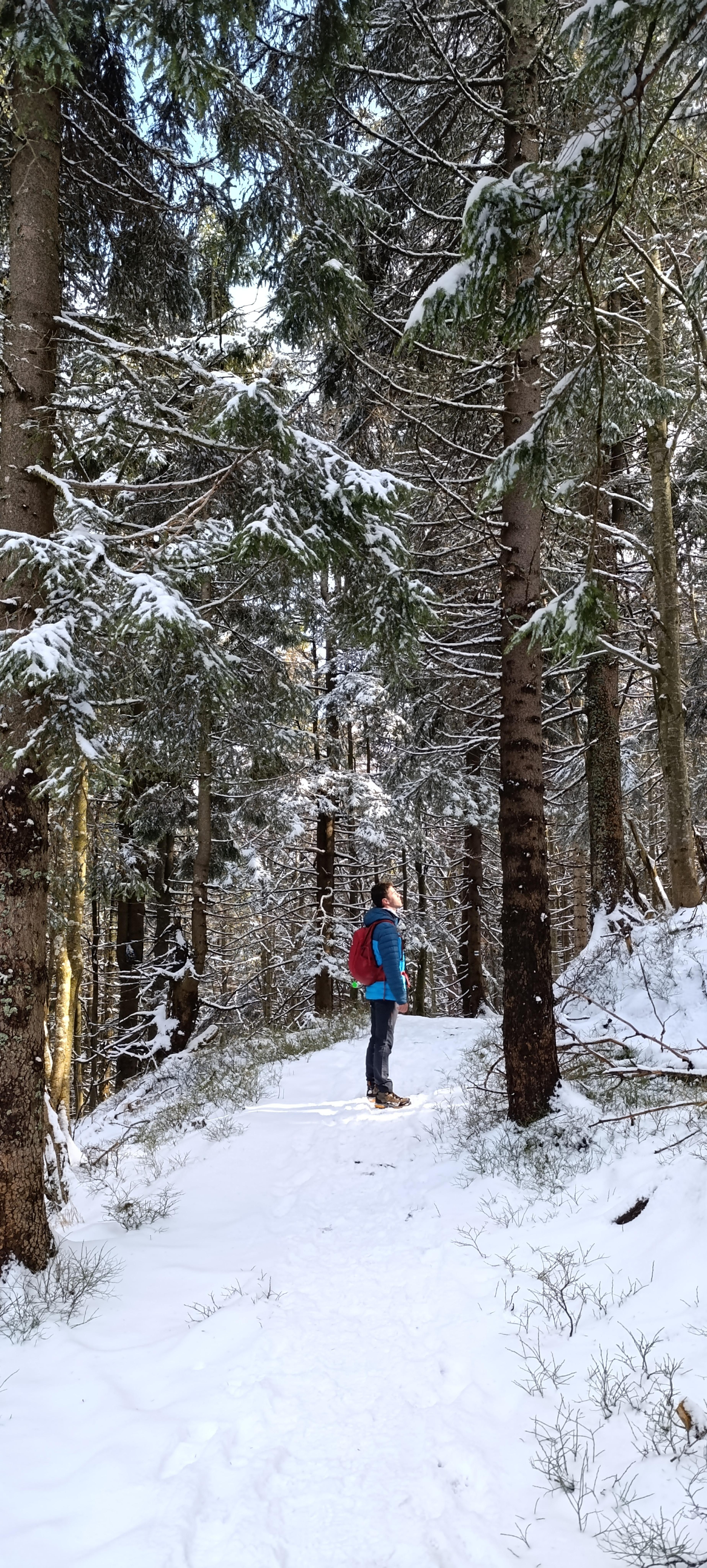 landscape mountain meadows spruces walk snow