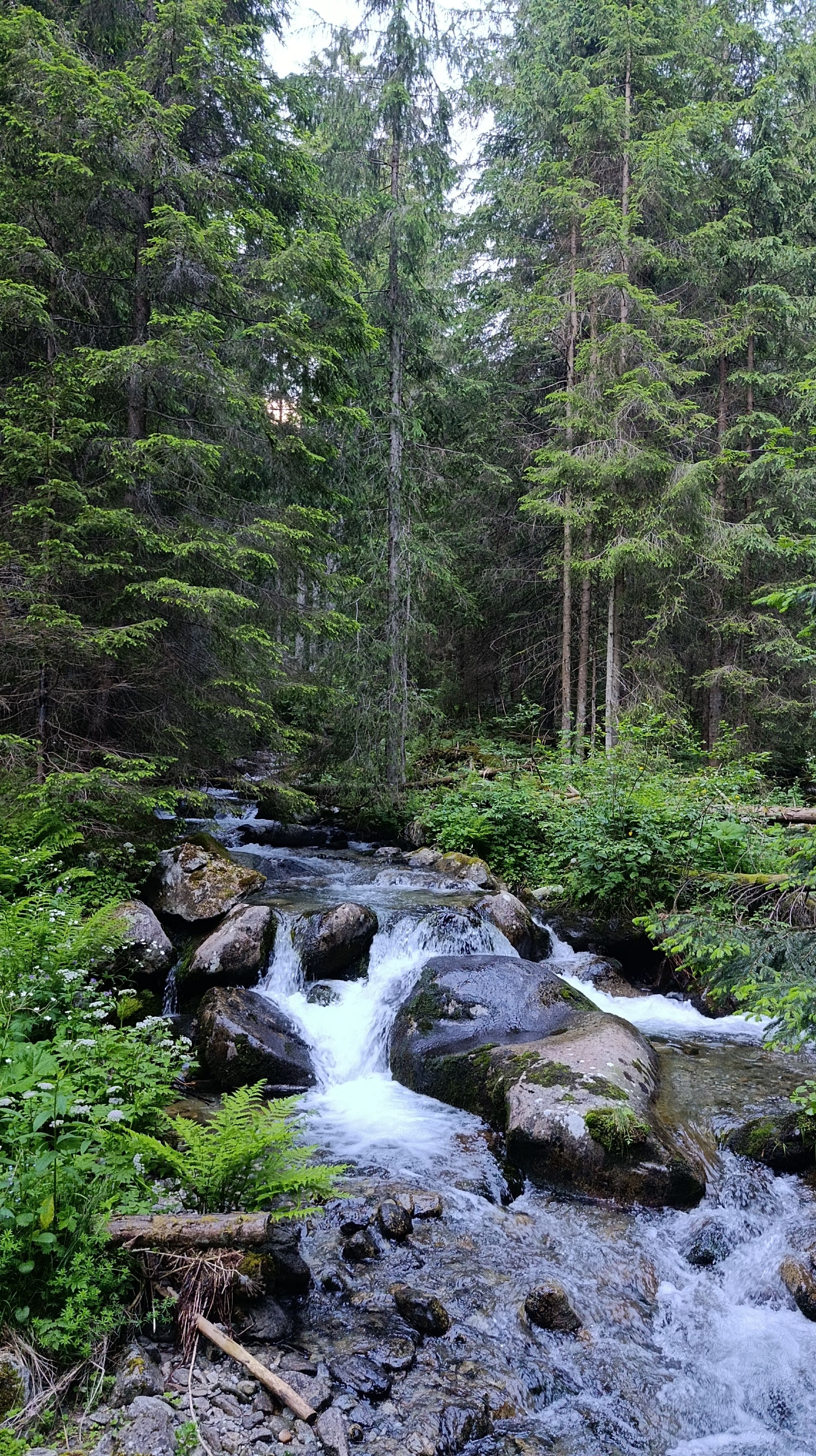 wild forrest nature river valley