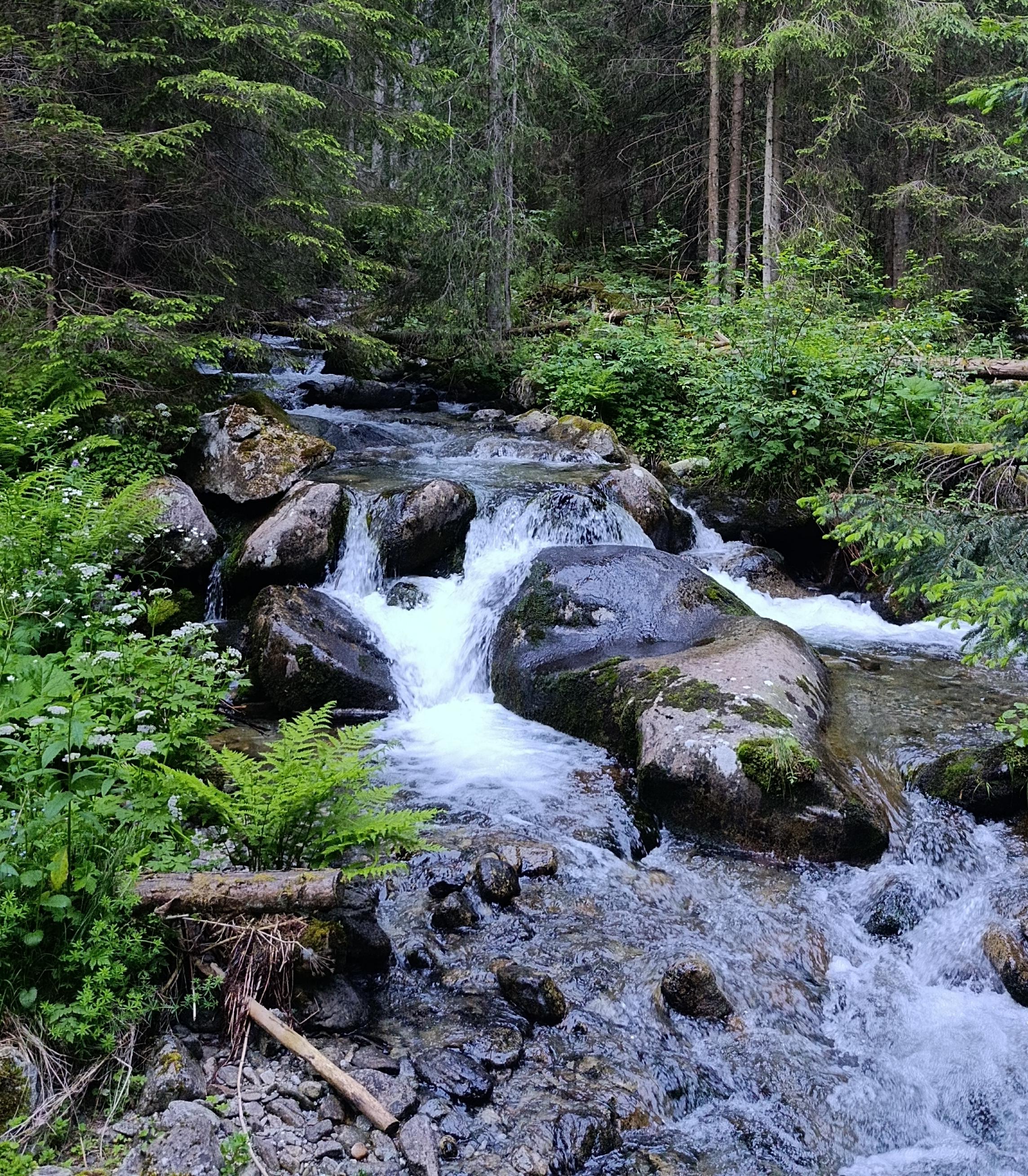 wild forrest nature river valley