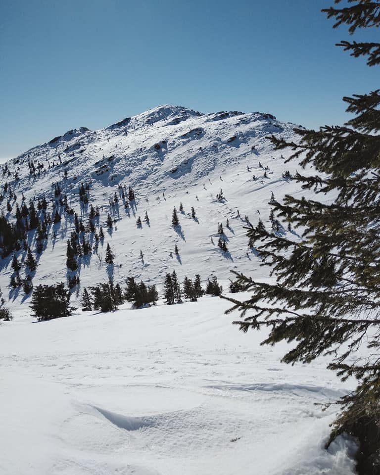 snow ridge nizke tatry spruces trees walk panorama view