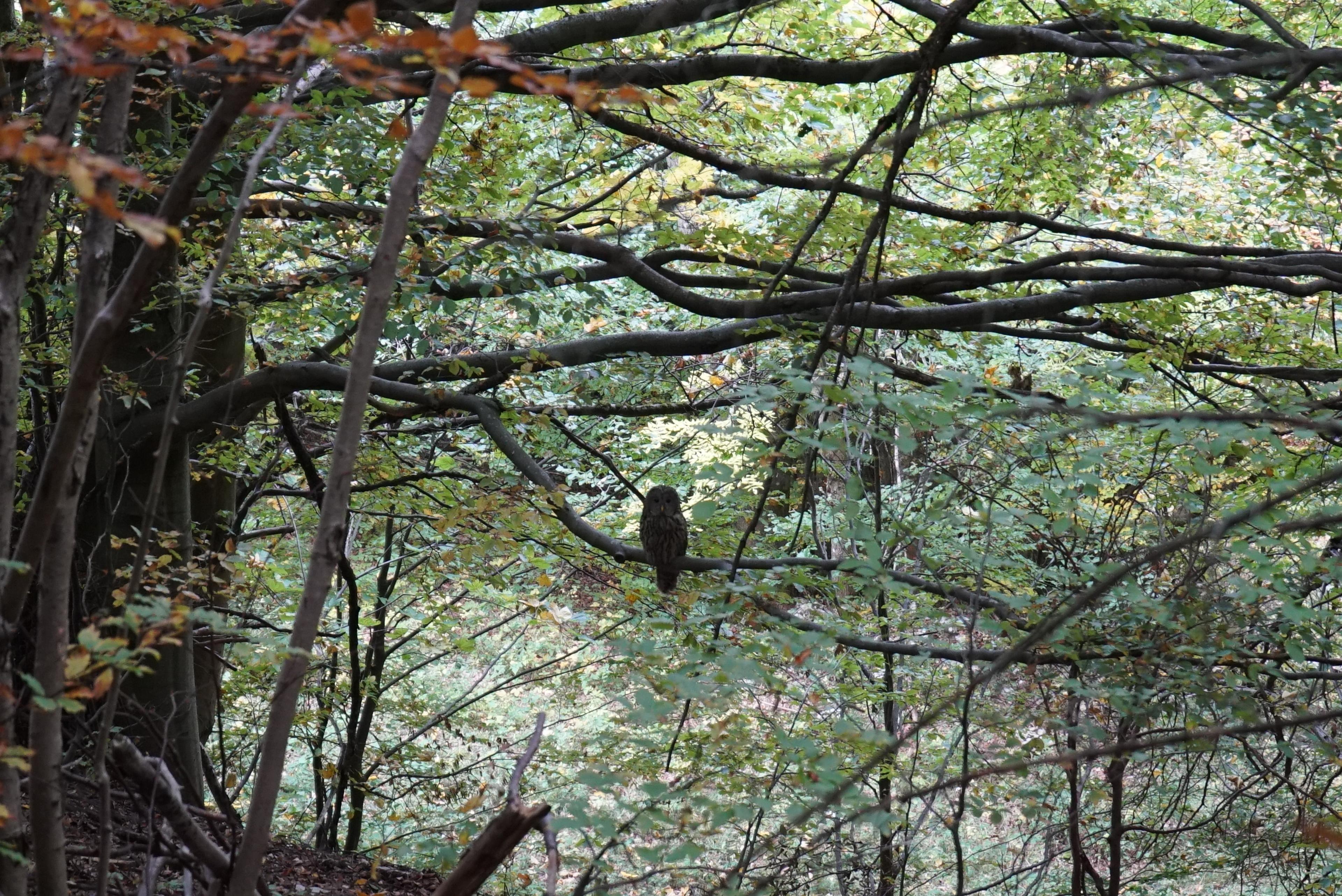 owl wild forrest velka fatra beech wilderness stone