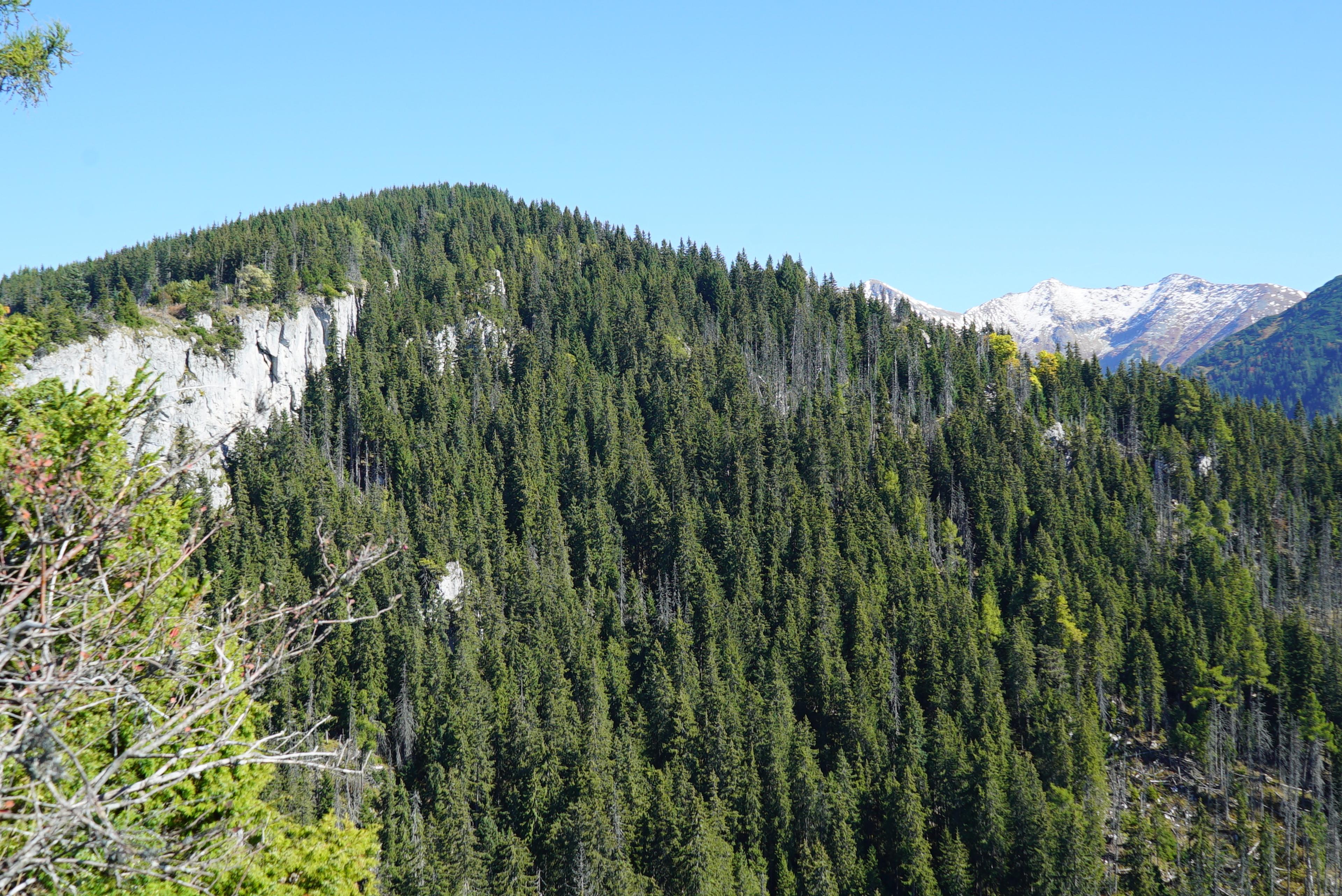 view rock viewpoint western tatras, forrest wild