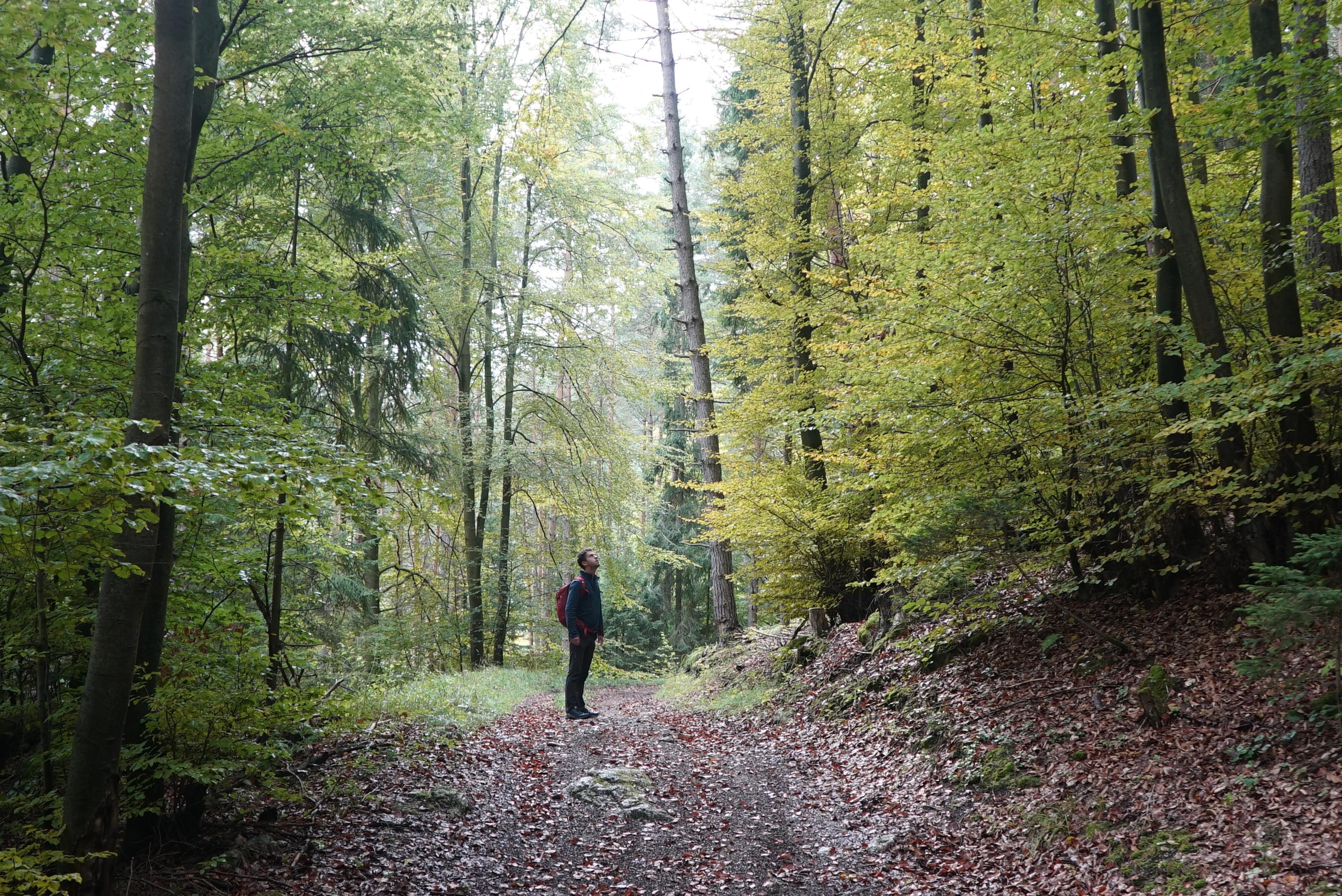 old forrest velka fatra beech and wpruce walker hike journey wild