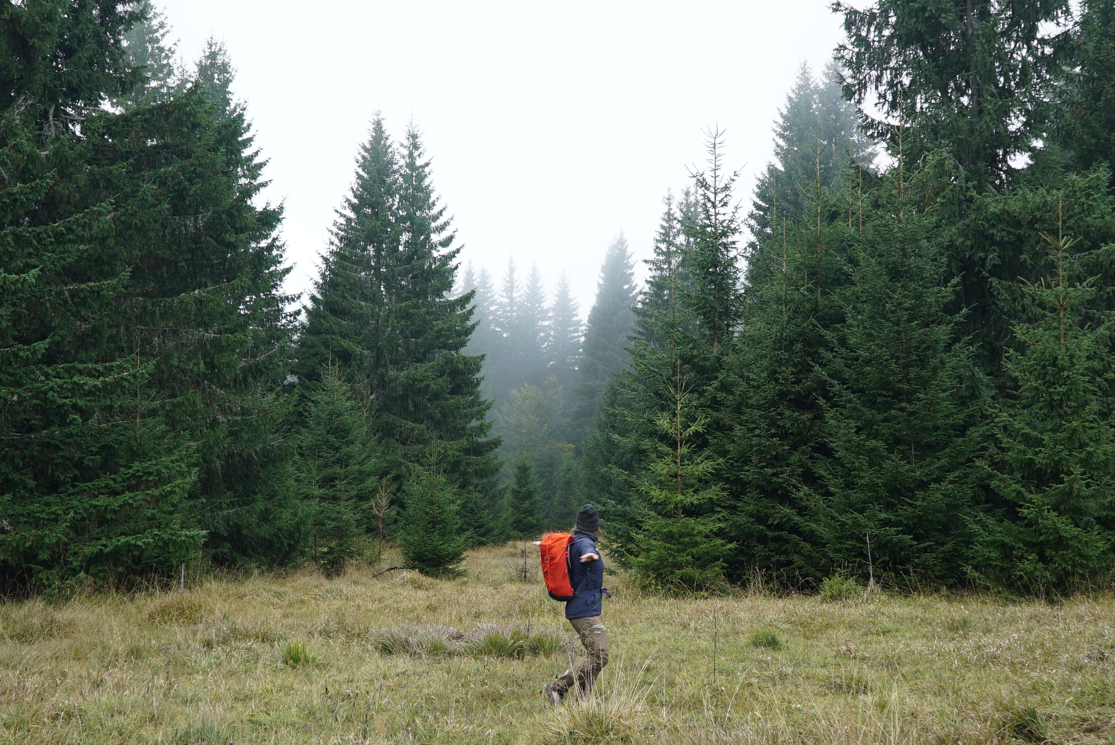 old forrest velka fatra beech and wpruce walker hike journey wild