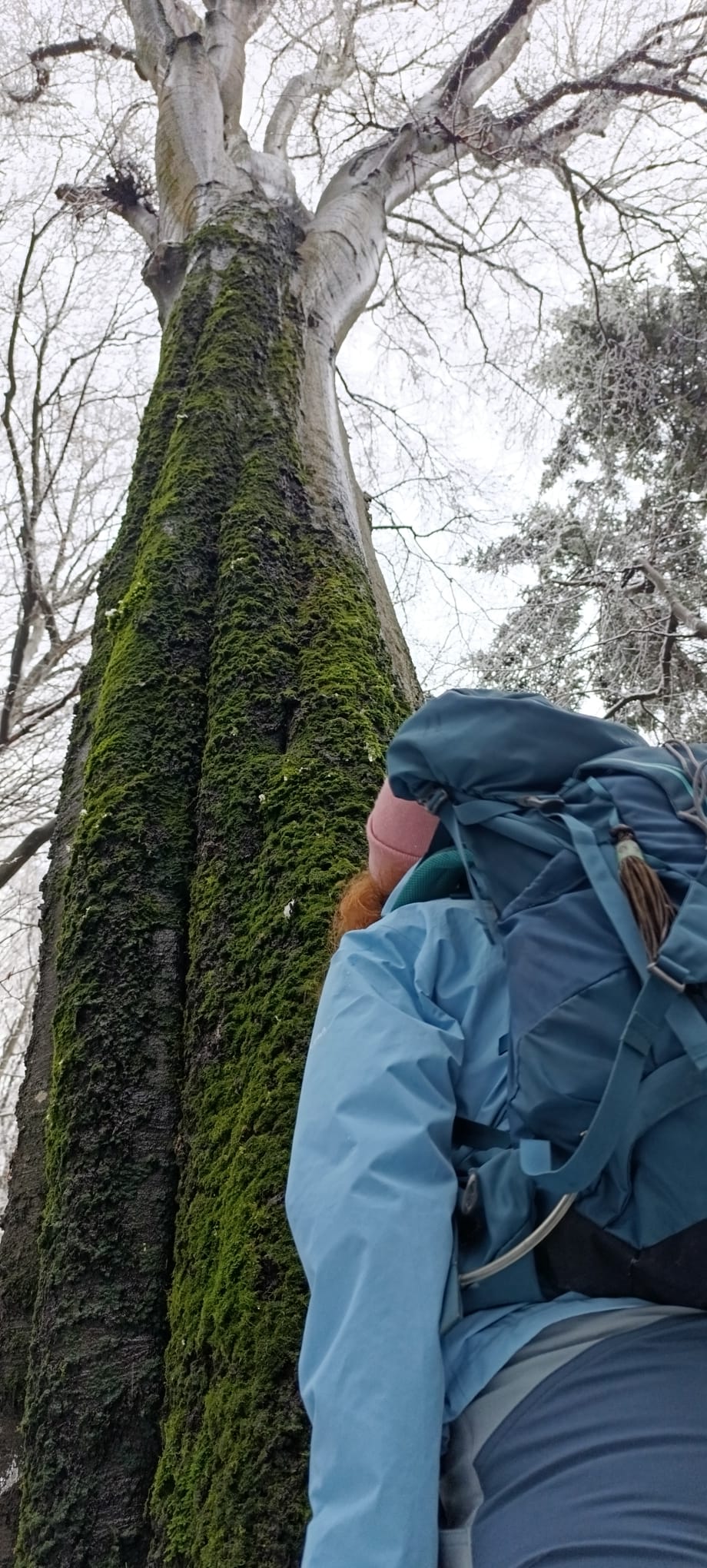 forrest wild Velka fatra walk hike enchanted history oak