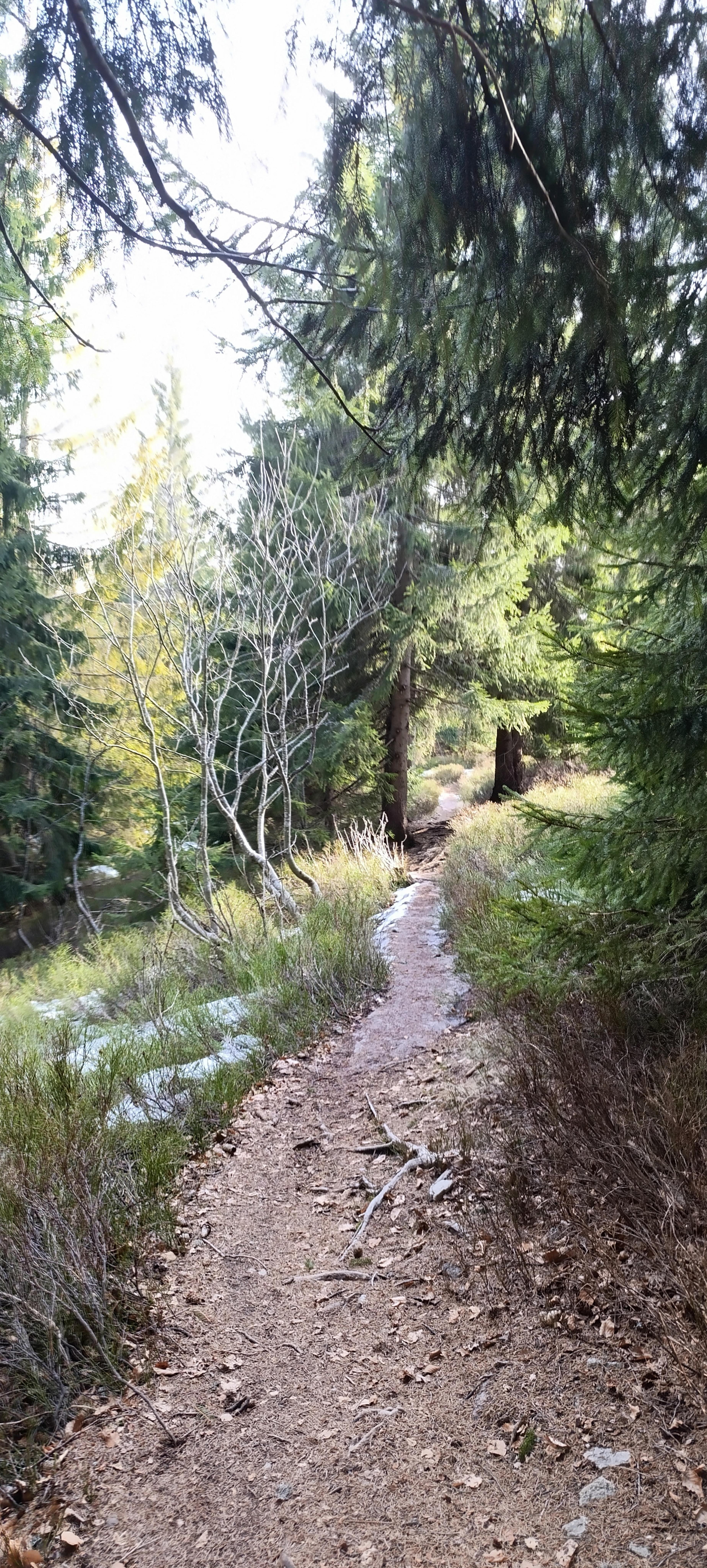 enchanted forrest walker green wild meadow ridge small fatra