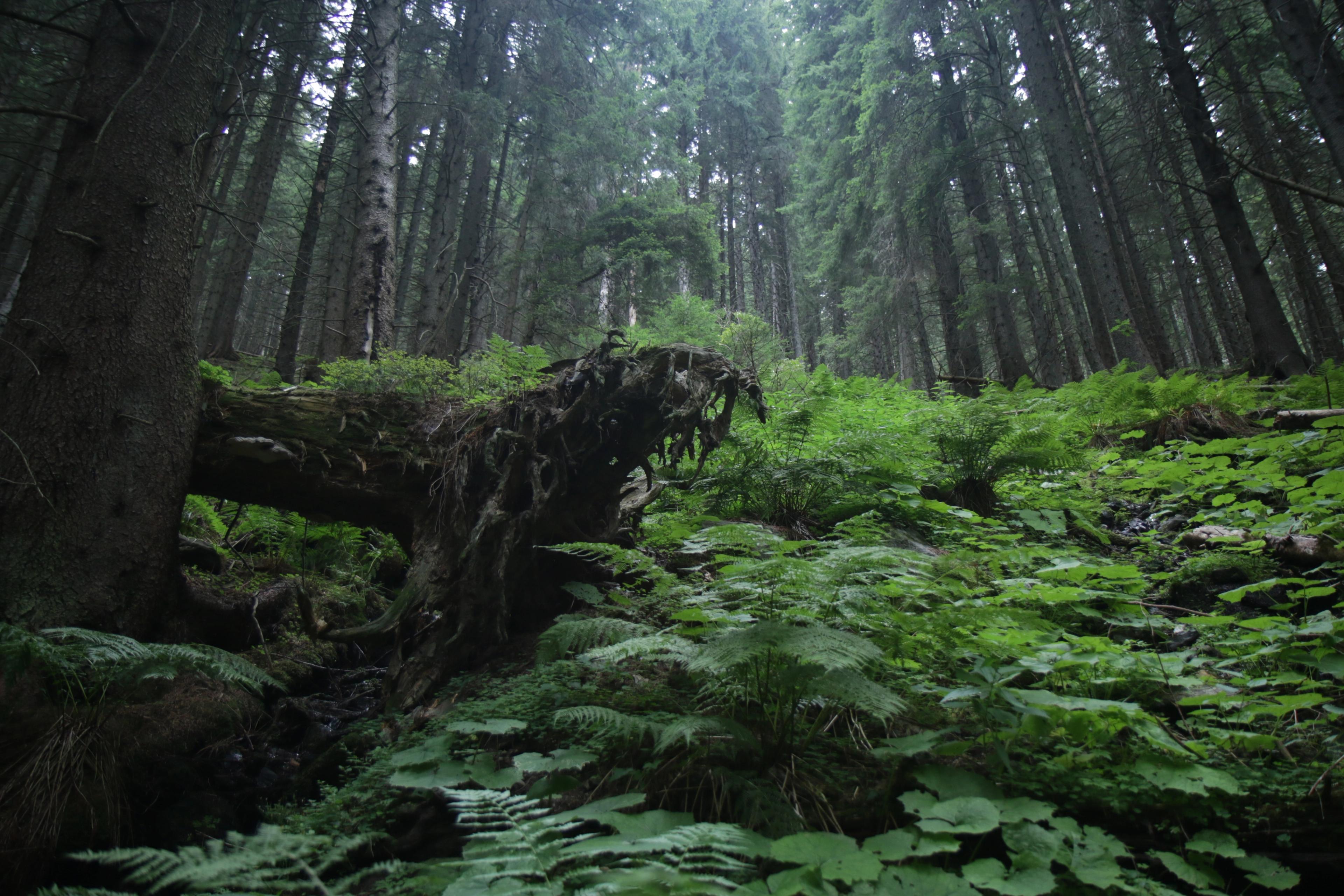 Mountain insurance: Included