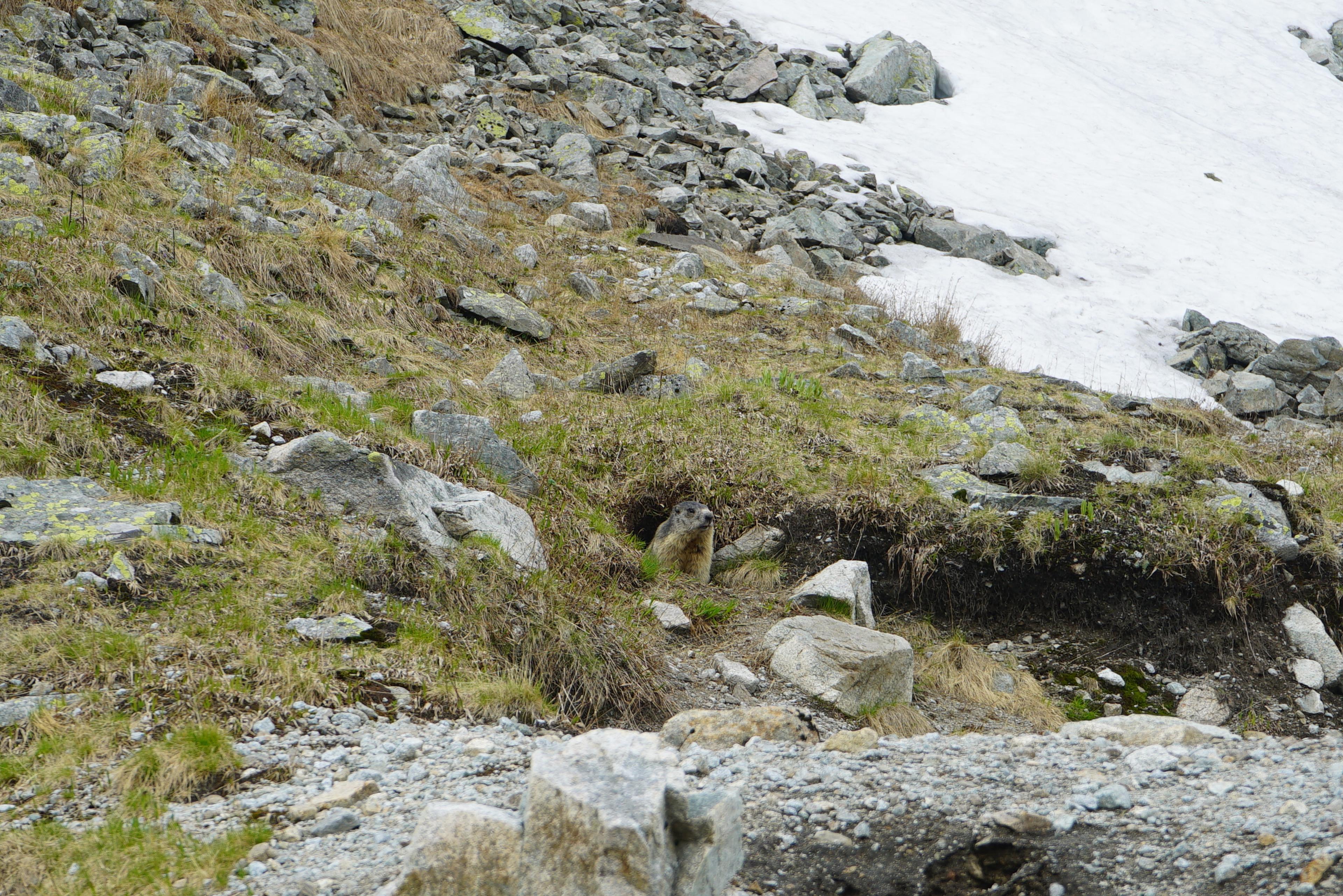 marmot
