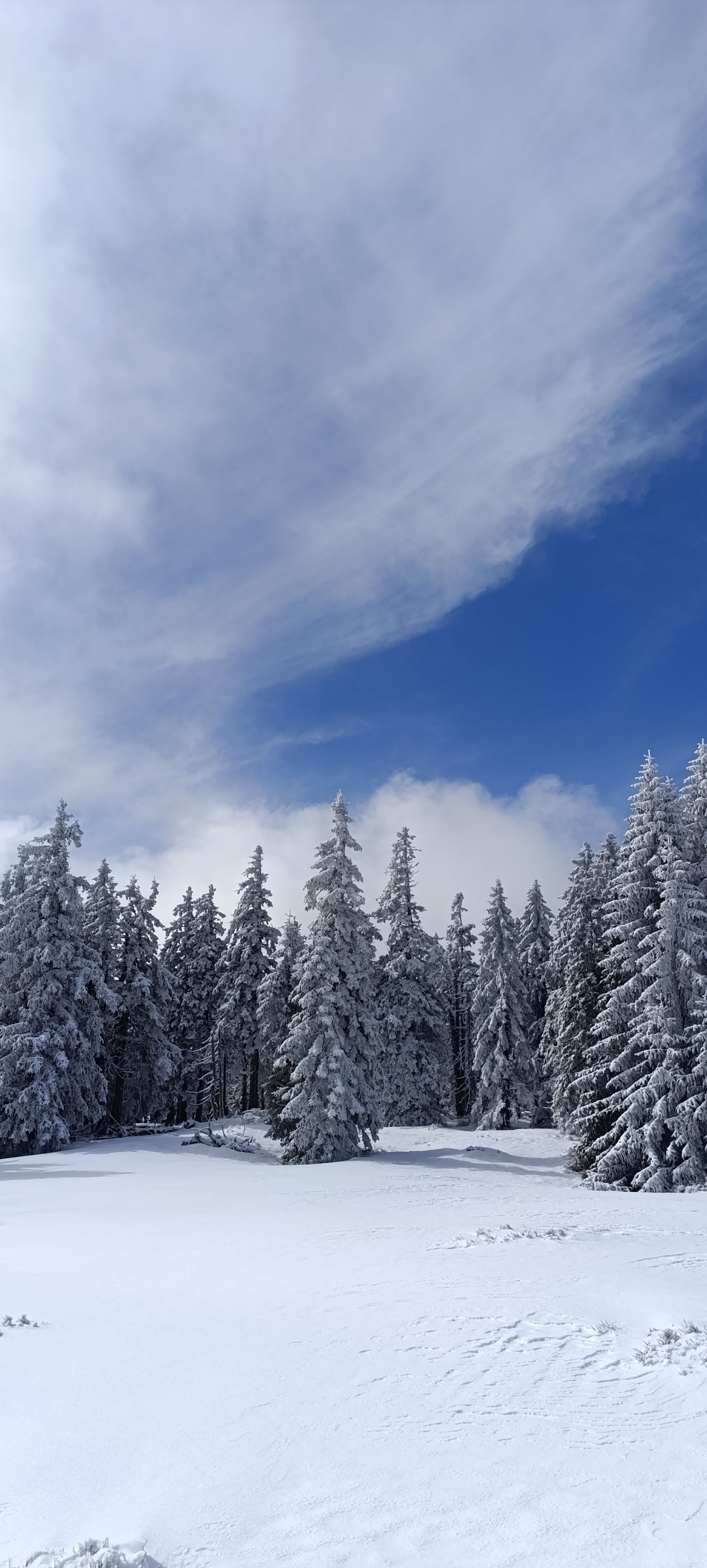 forrest fairytale untouched meadows mala fatra