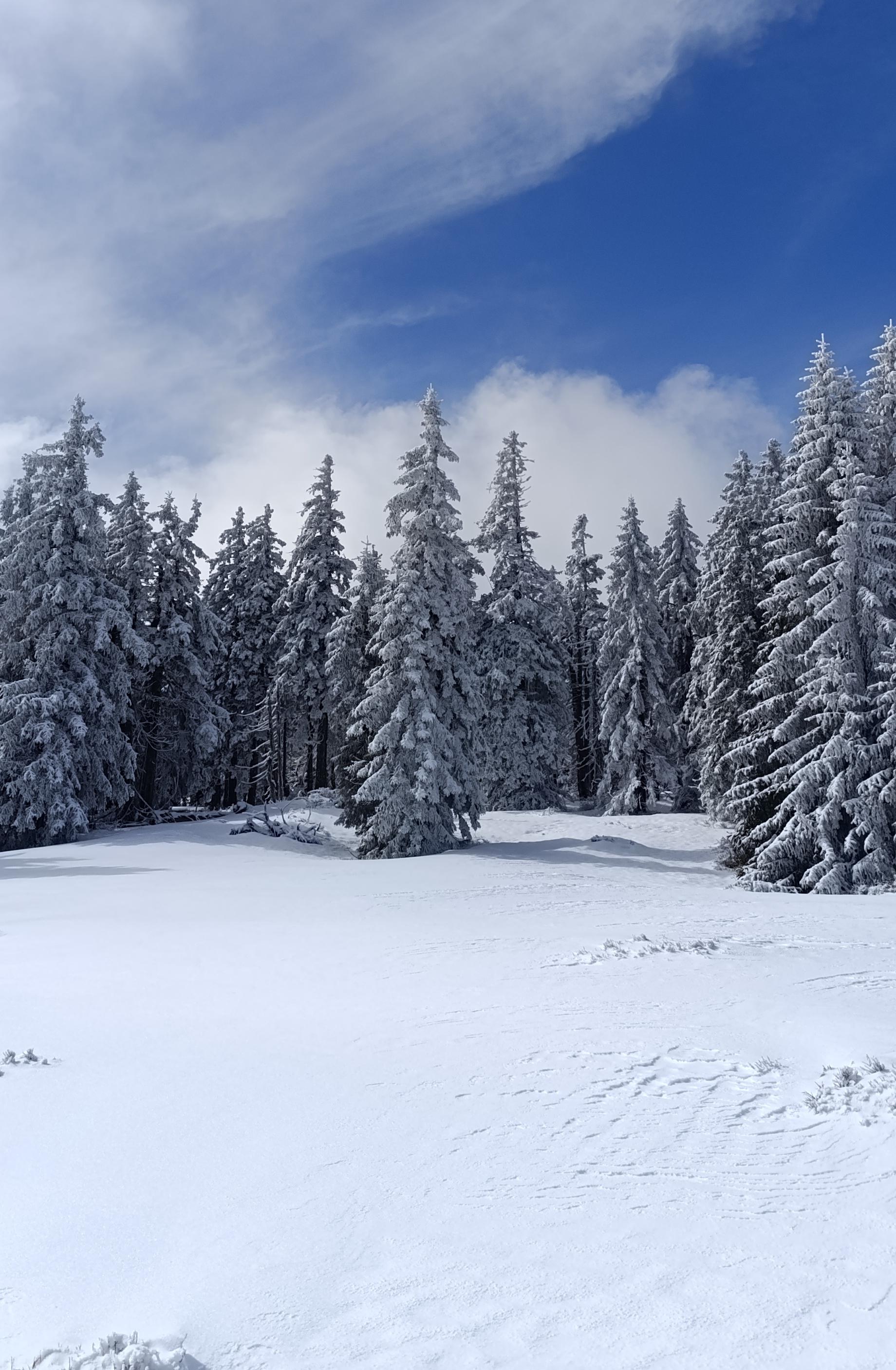 forrest fairytale untouched meadows mala fatra