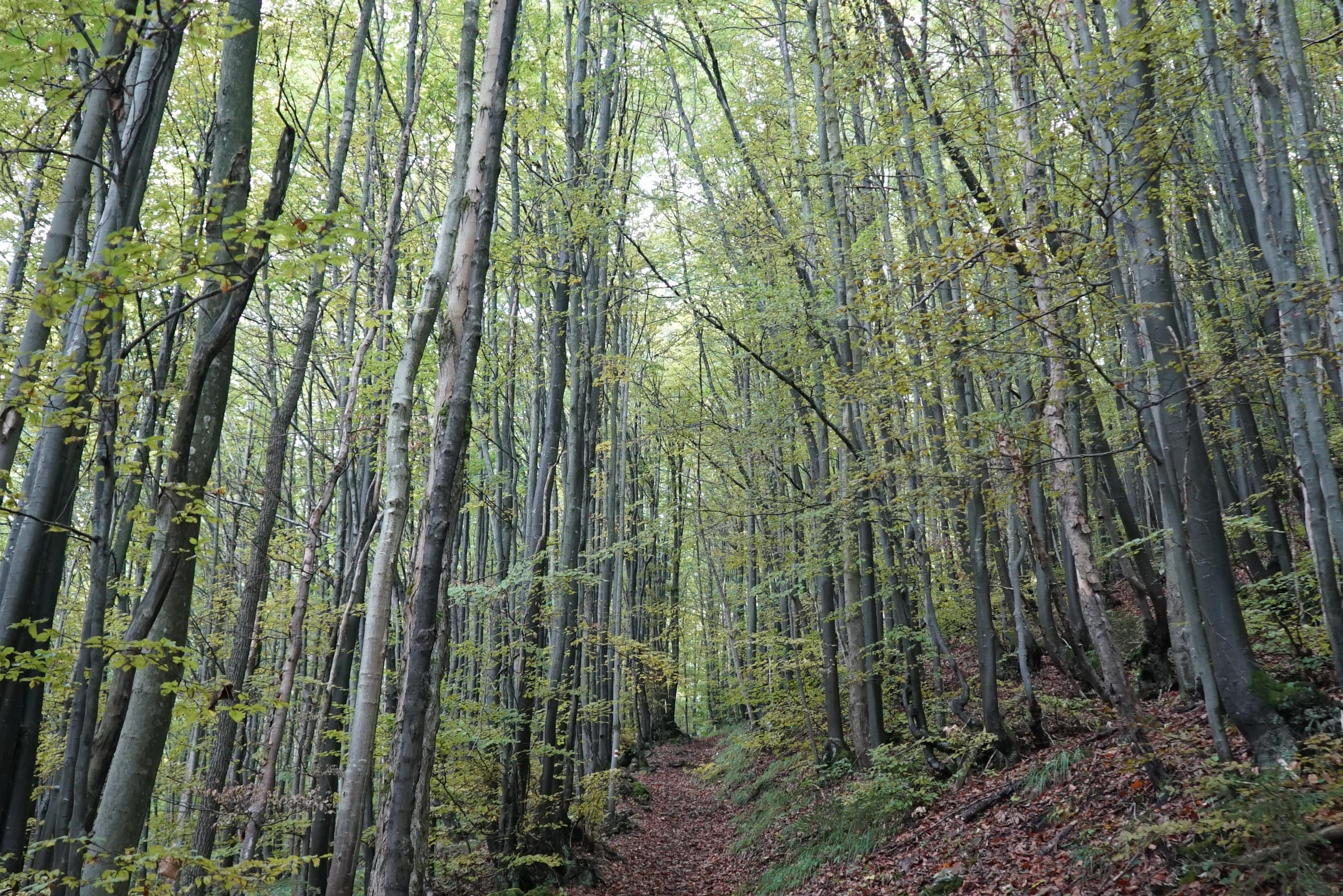 old forrest velka fatra beech and wpruce walker hike journey wild