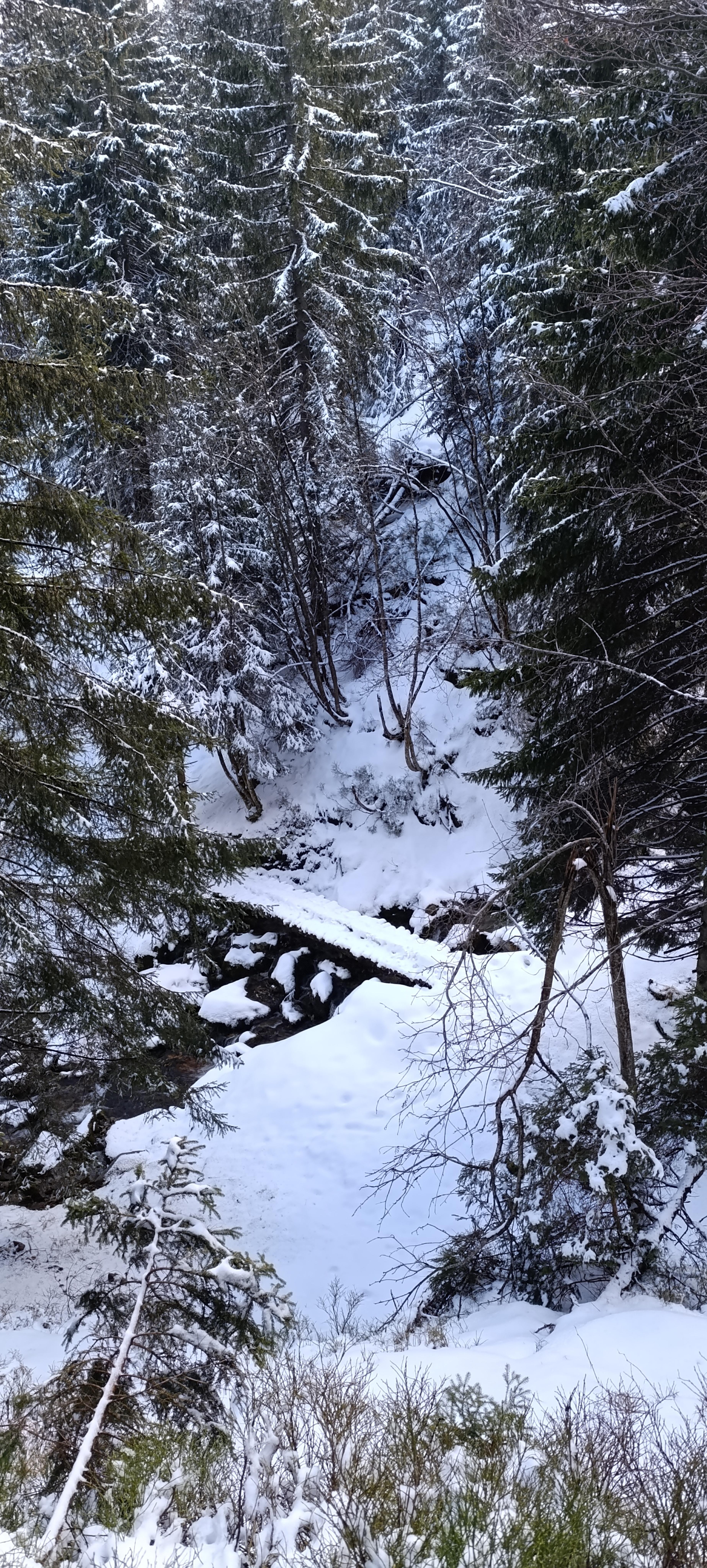 landscape mountain meadows spruces walk snow