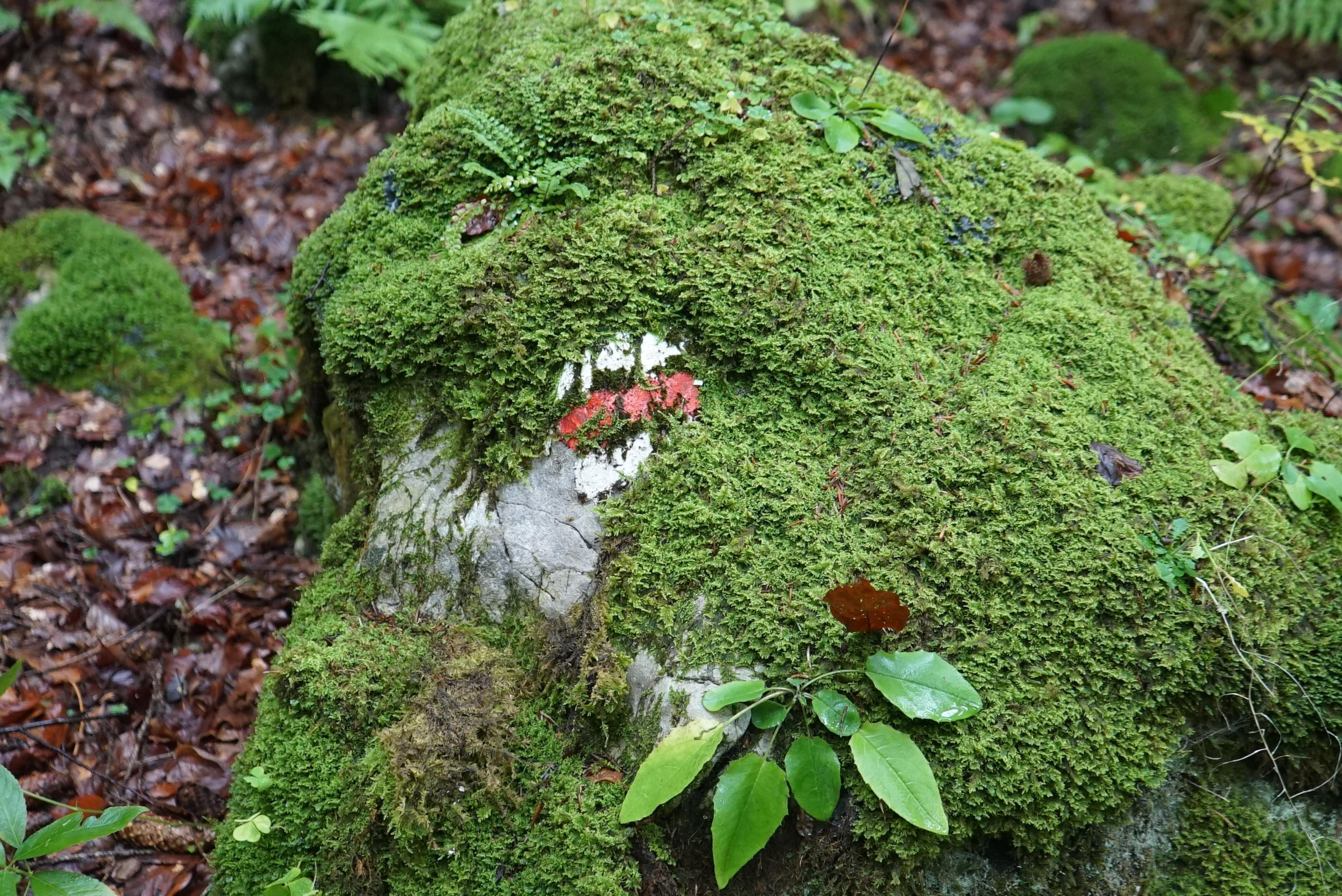 old forrest velka fatra beech and wpruce walker hike journey wild
