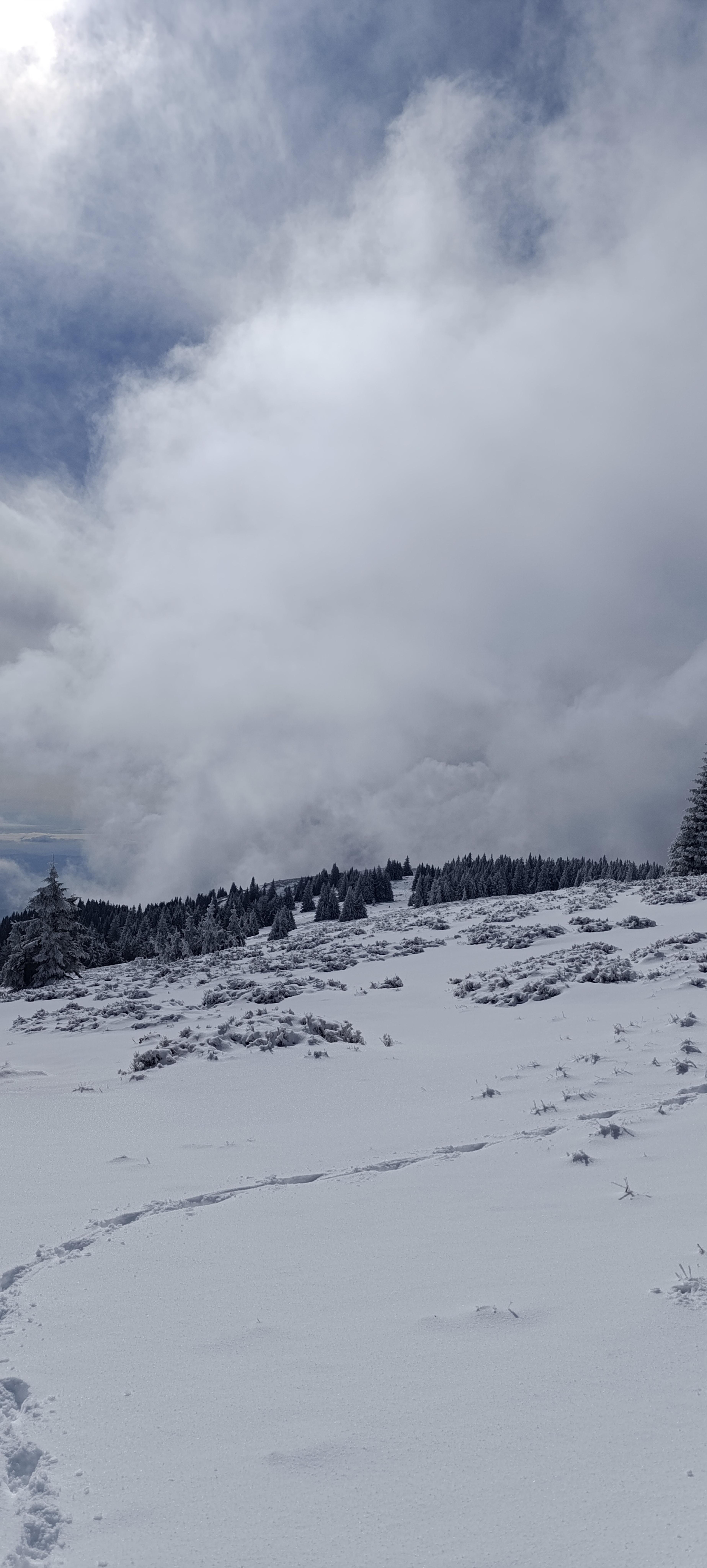 landscape mountain meadows spruces walk snow