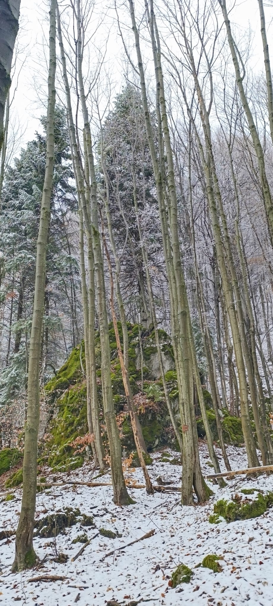 forrest wild Velka fatra walk hike enchanted history oak