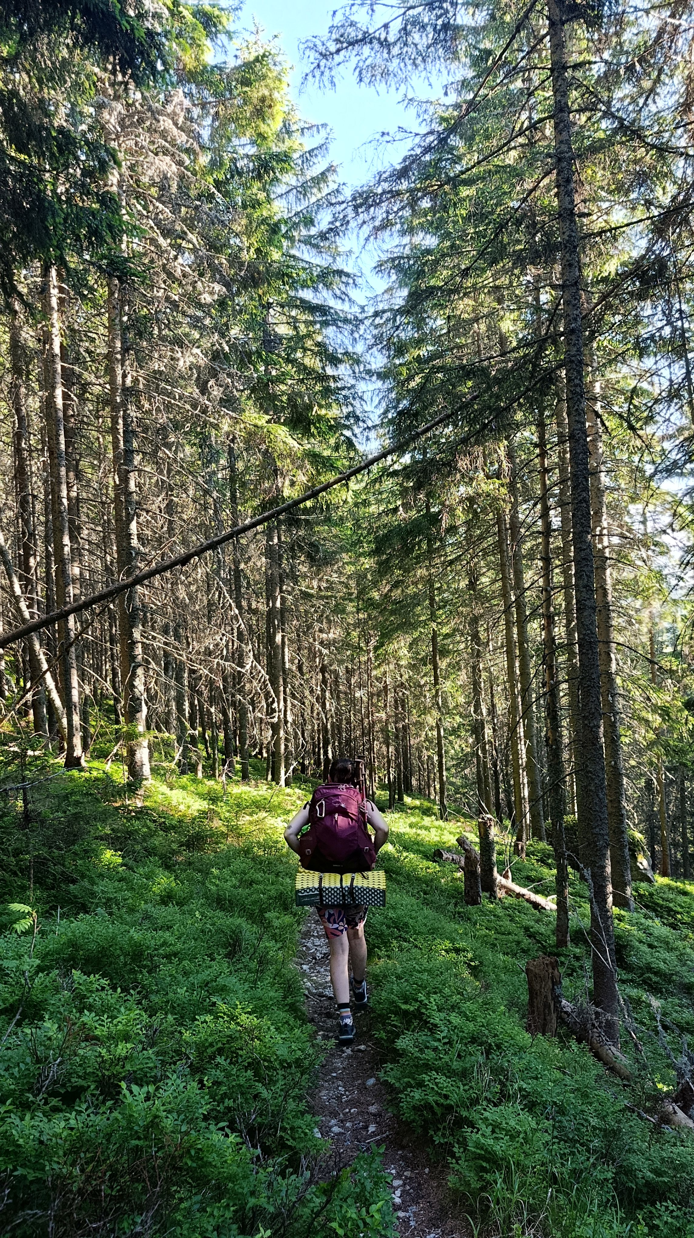 riverbed wilderness forrest western tatras hike walker journey