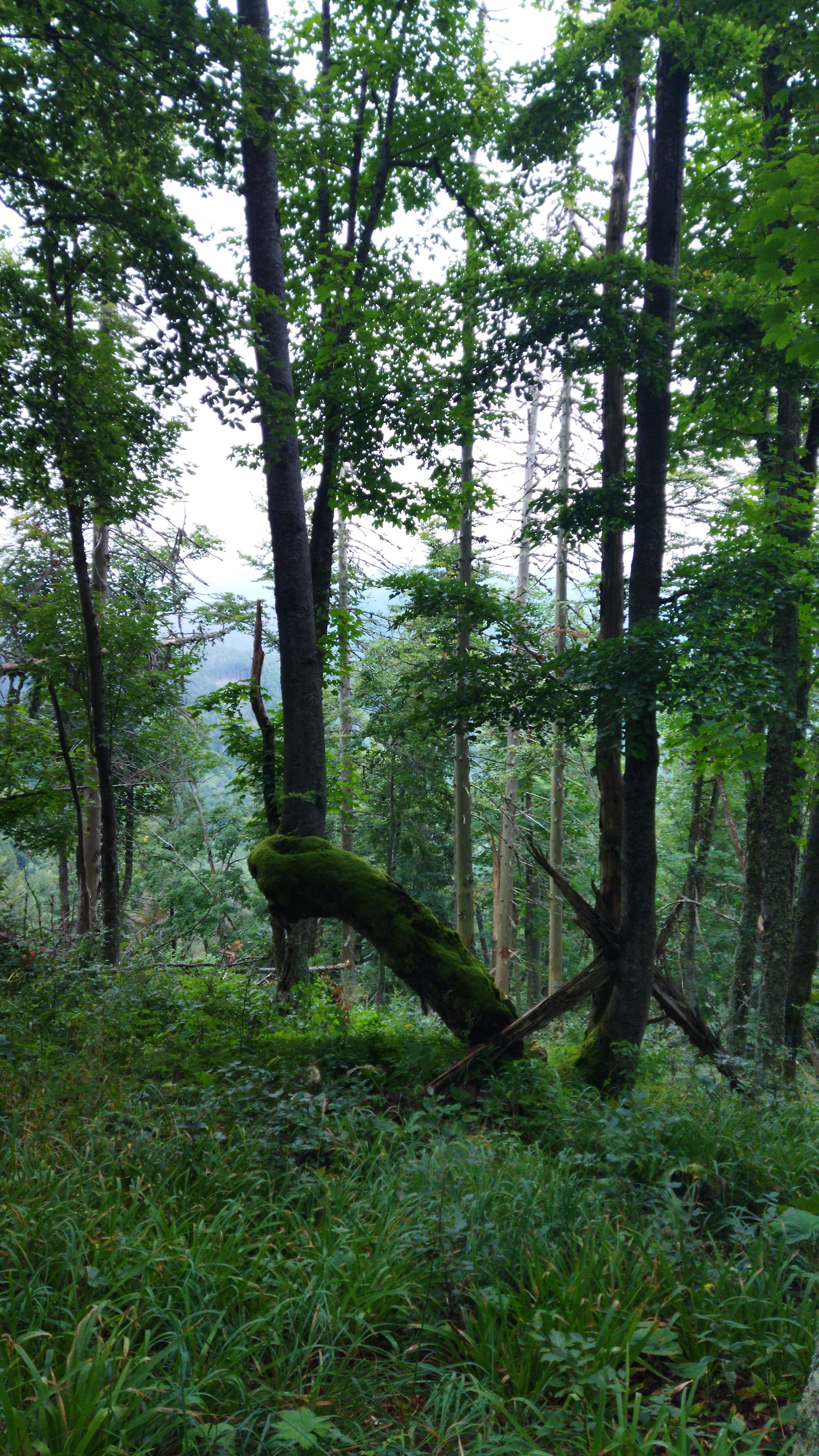wild ridge velka fatra hikers wander hike journey meadow forest