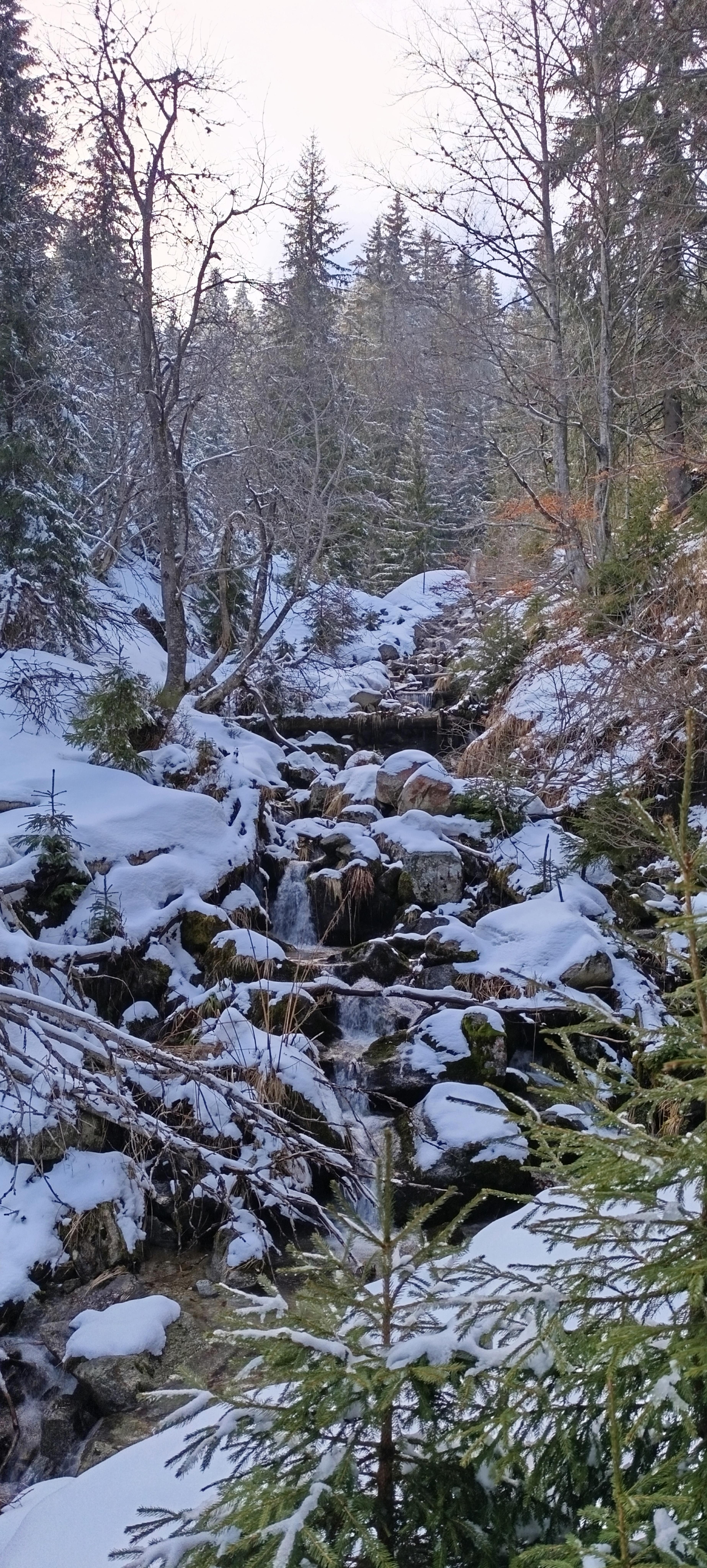 landscape mountain meadows spruces walk snow