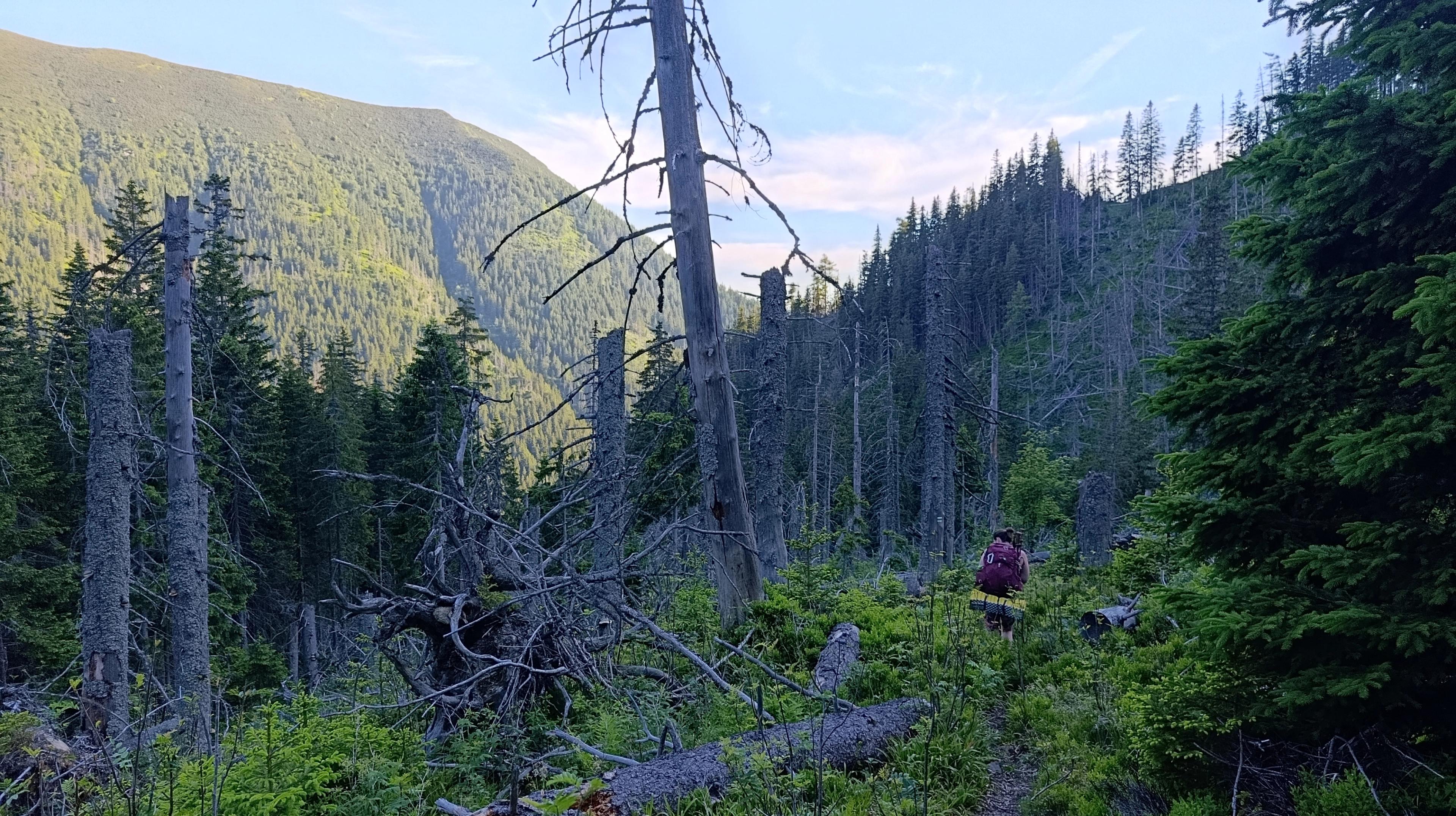 riverbed wilderness forrest western tatras hike walker journey