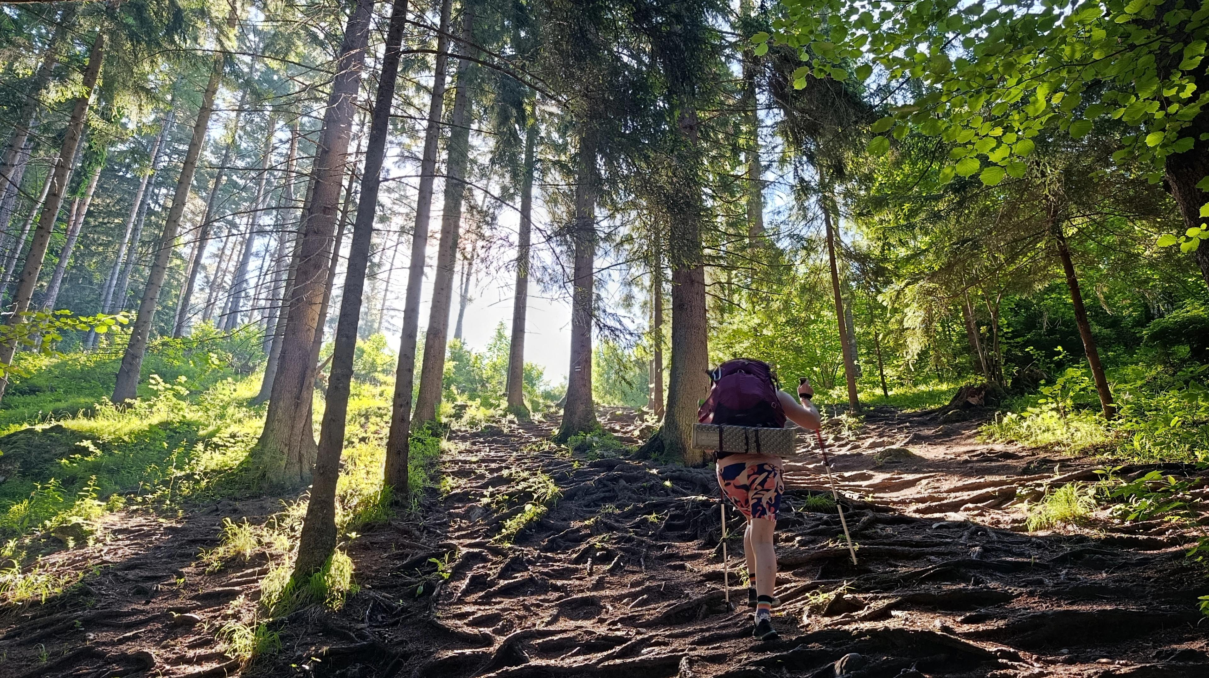 forrest light western tatras