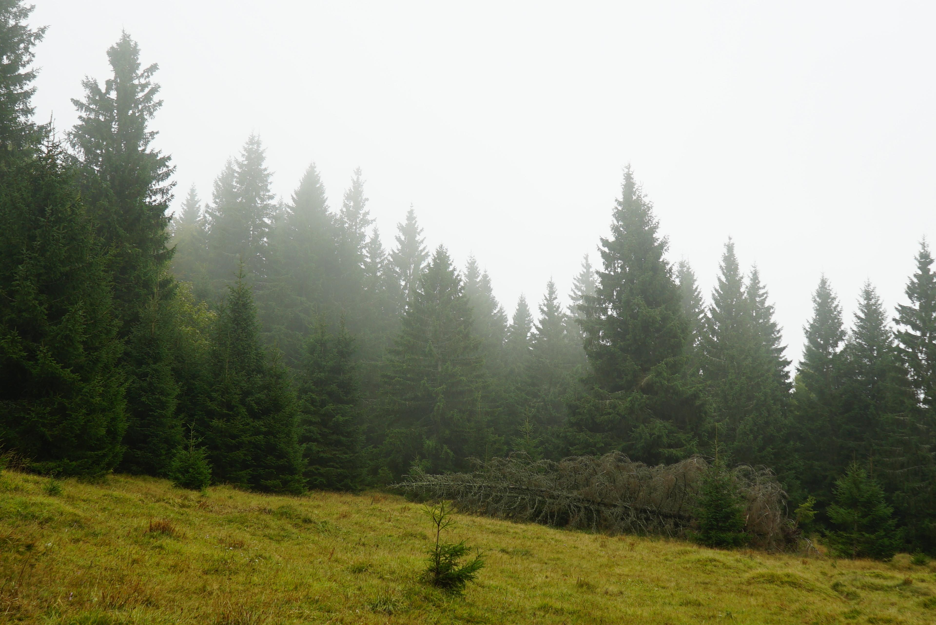 old forrest velka fatra beech and wpruce walker hike journey wild