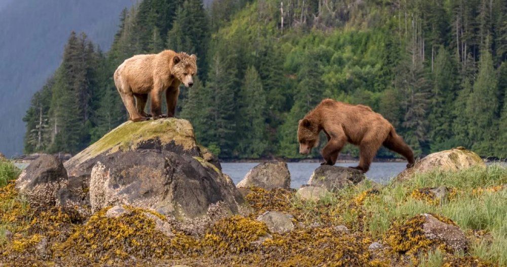 Grizzly bear in the temperate rainforest of British Columbia