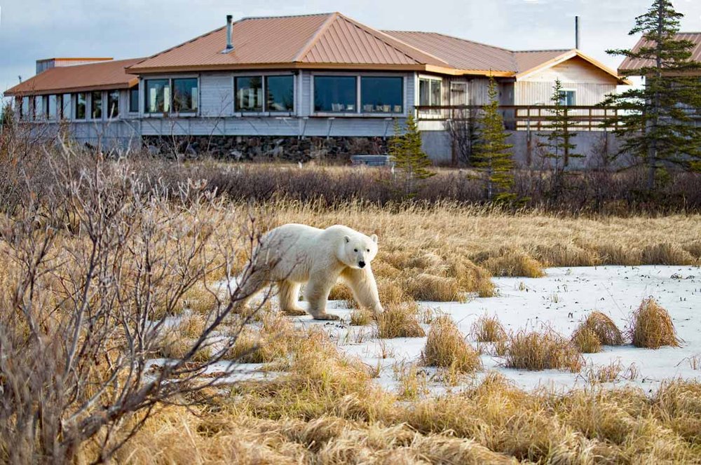 Polar bear walking near Churchill Manitoba during bear season