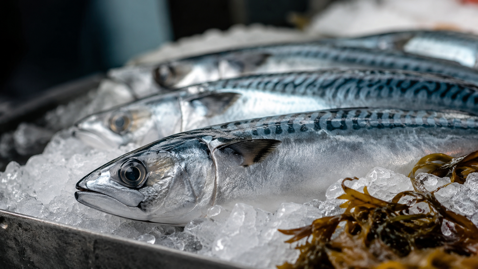 Makrell i sesong – hvorfor denne sommerfisken fortjener mer plass på tallerkenen