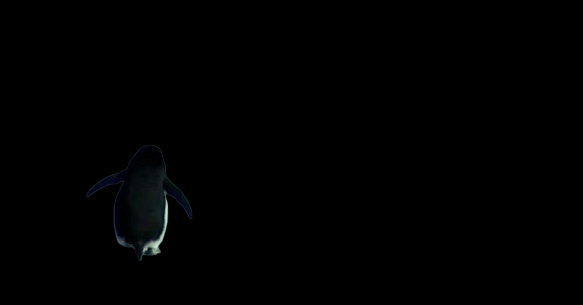 We are all the Nihilistic Penguin