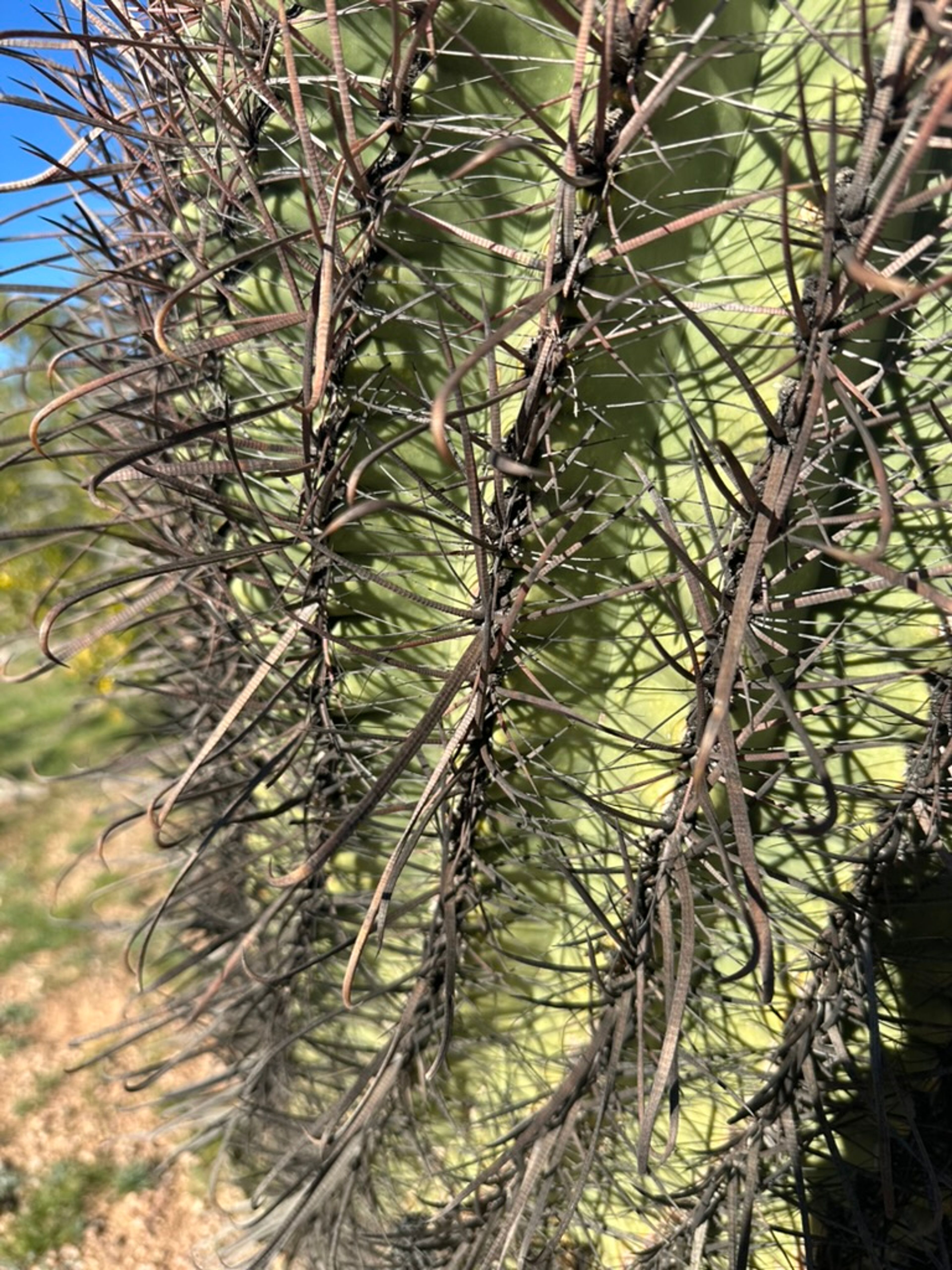 Barrel Cactus photo 10