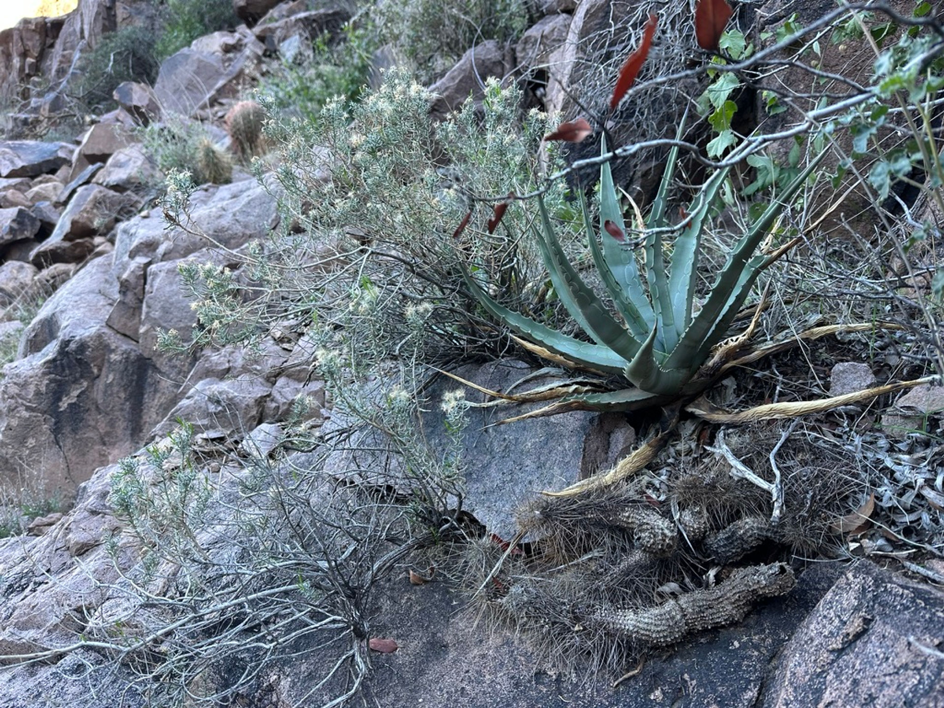 Agave photo 12