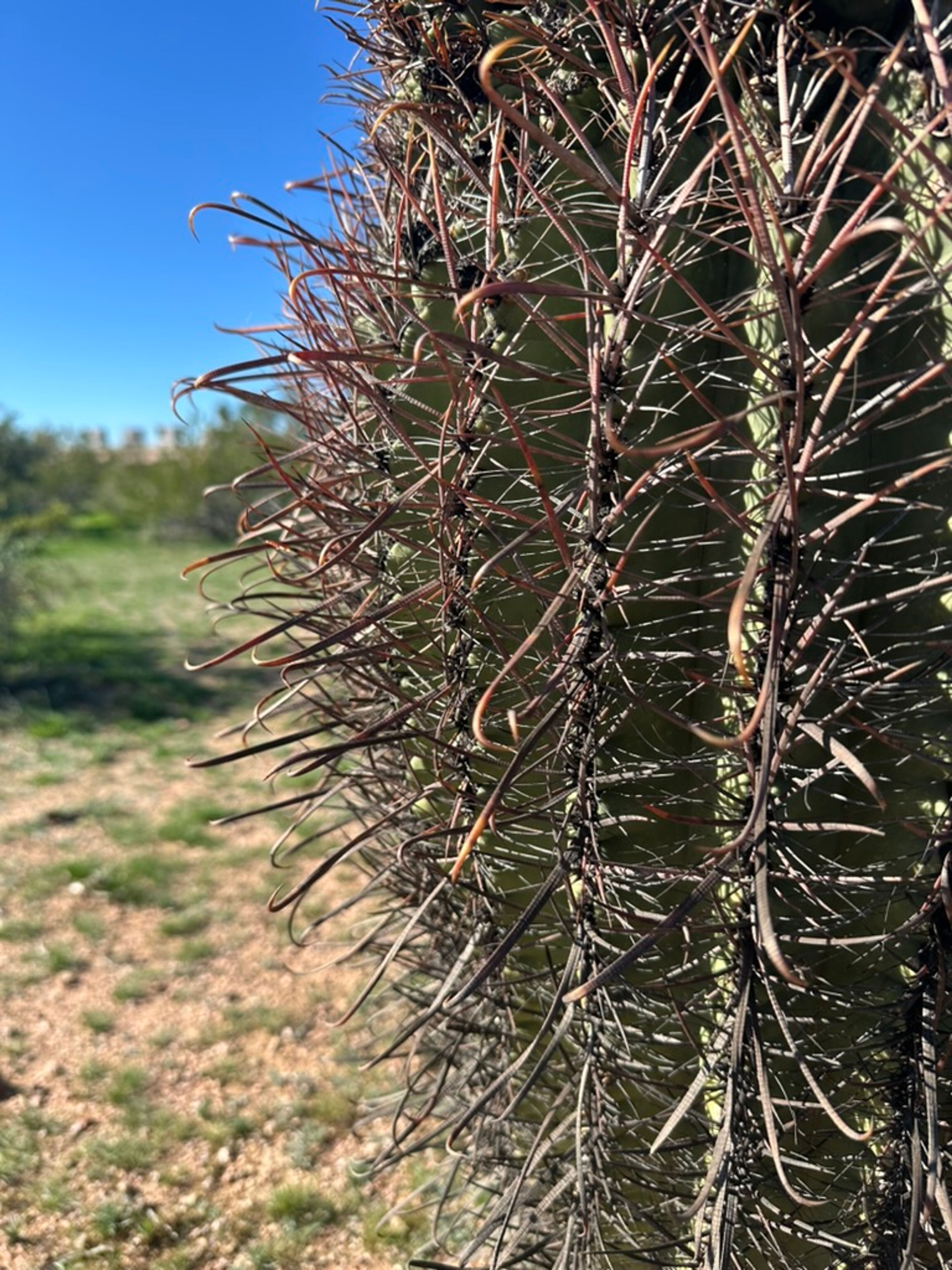 Barrel Cactus photo 12