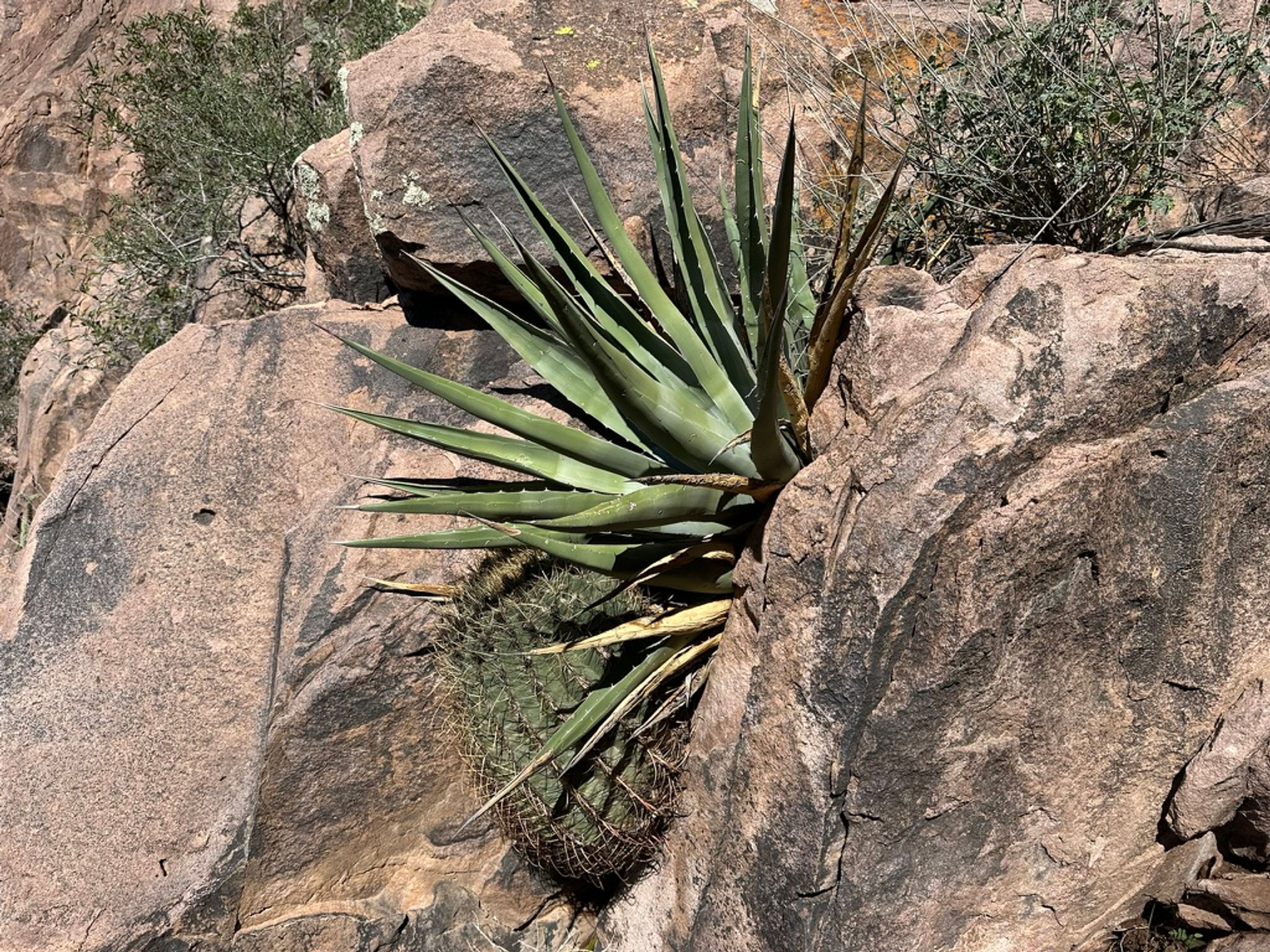 Agave photo 18