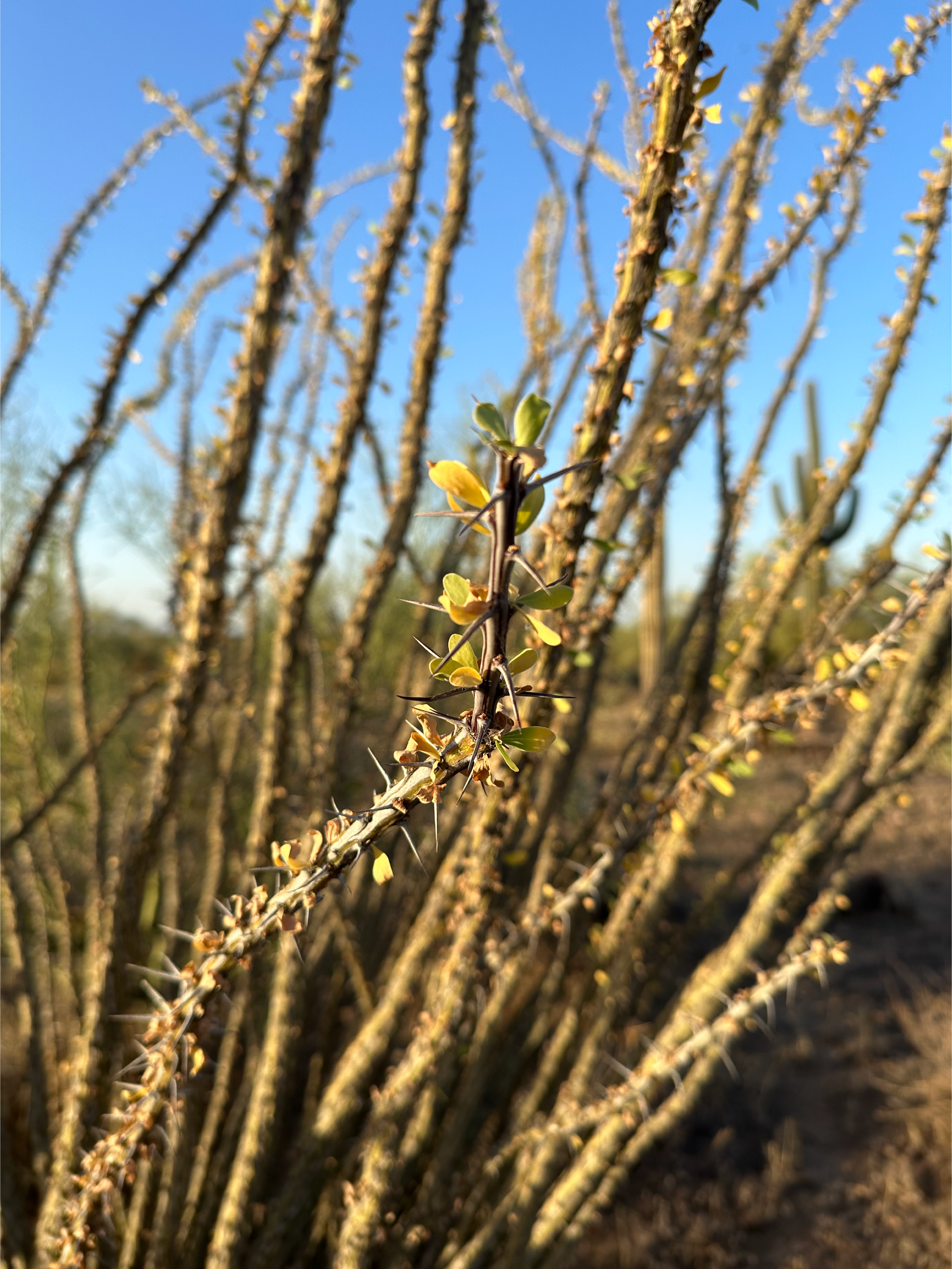 Ocotillo branches