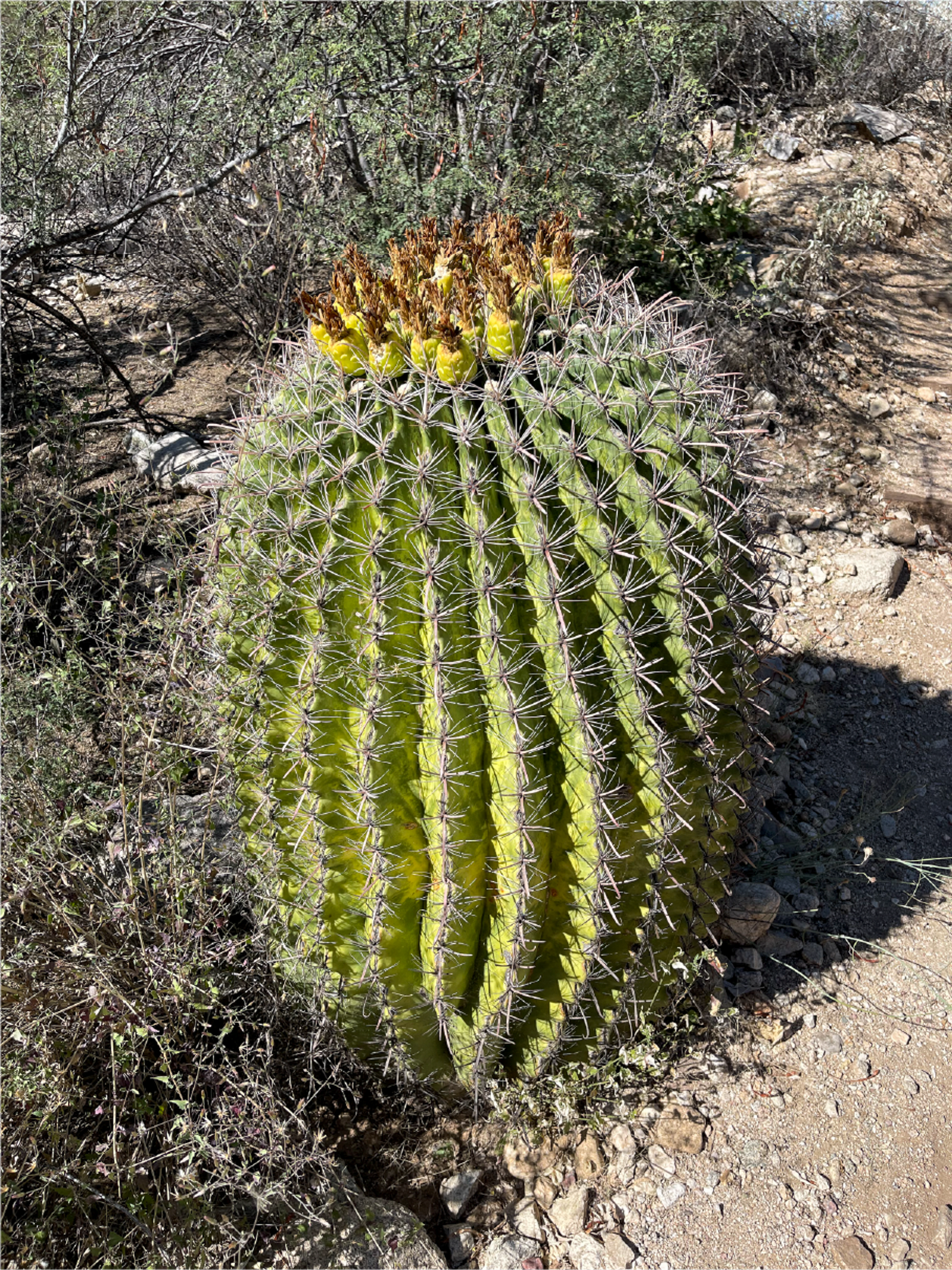 Barrel Cactus