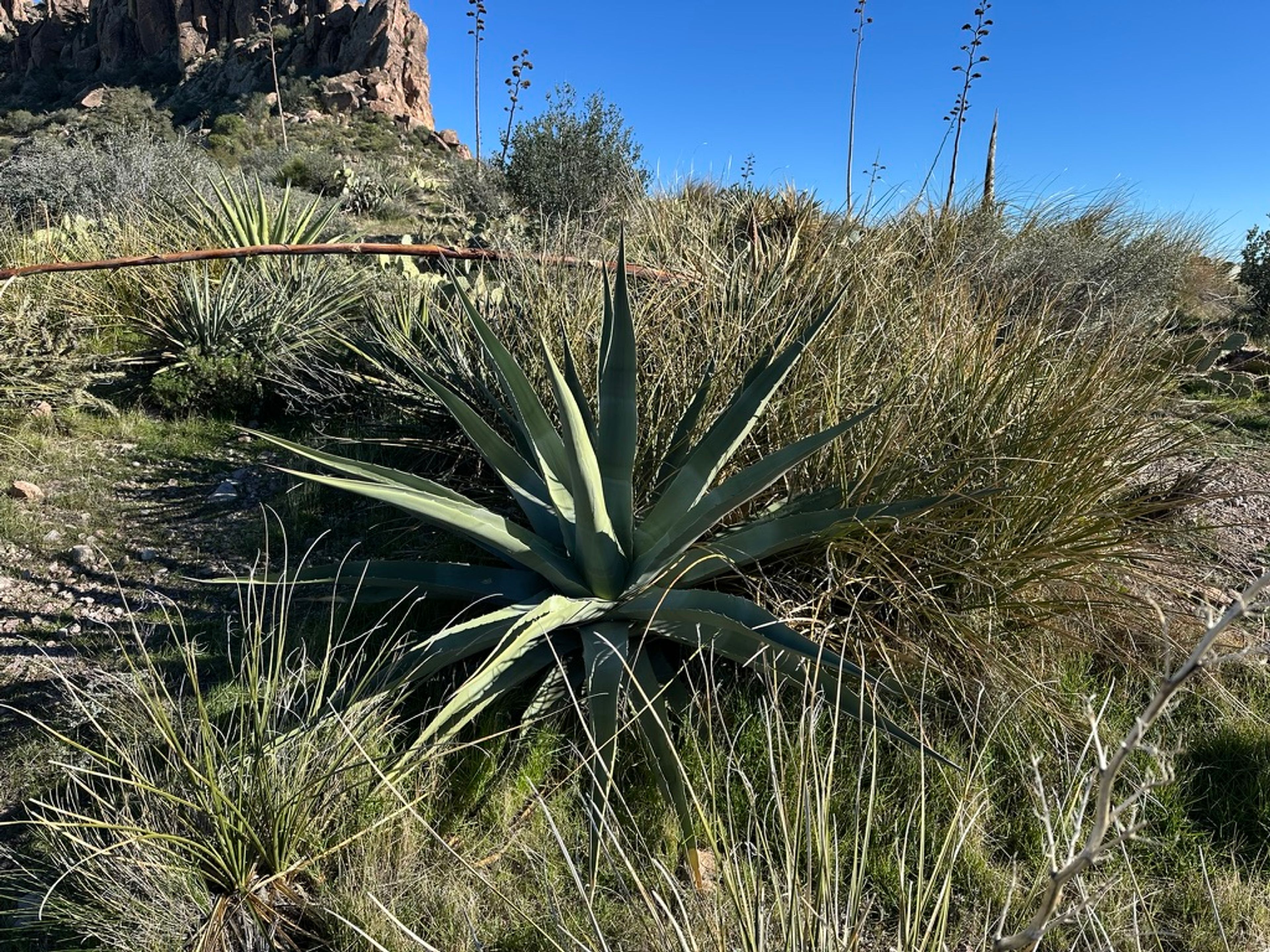 Agave photo 23